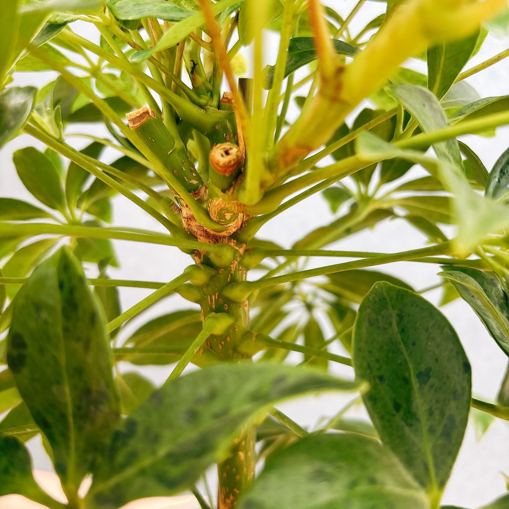 現品］【希少】☆初出品☆ 92番 シェフレラ アナ 7号 観葉植物 室内