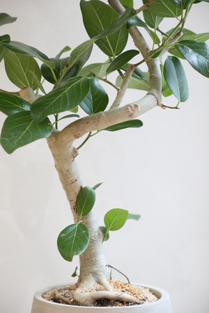【渋谷区周辺エリア配送無料】【L/111cm】フィカス ベンガレンシス/Ficus benghalensis