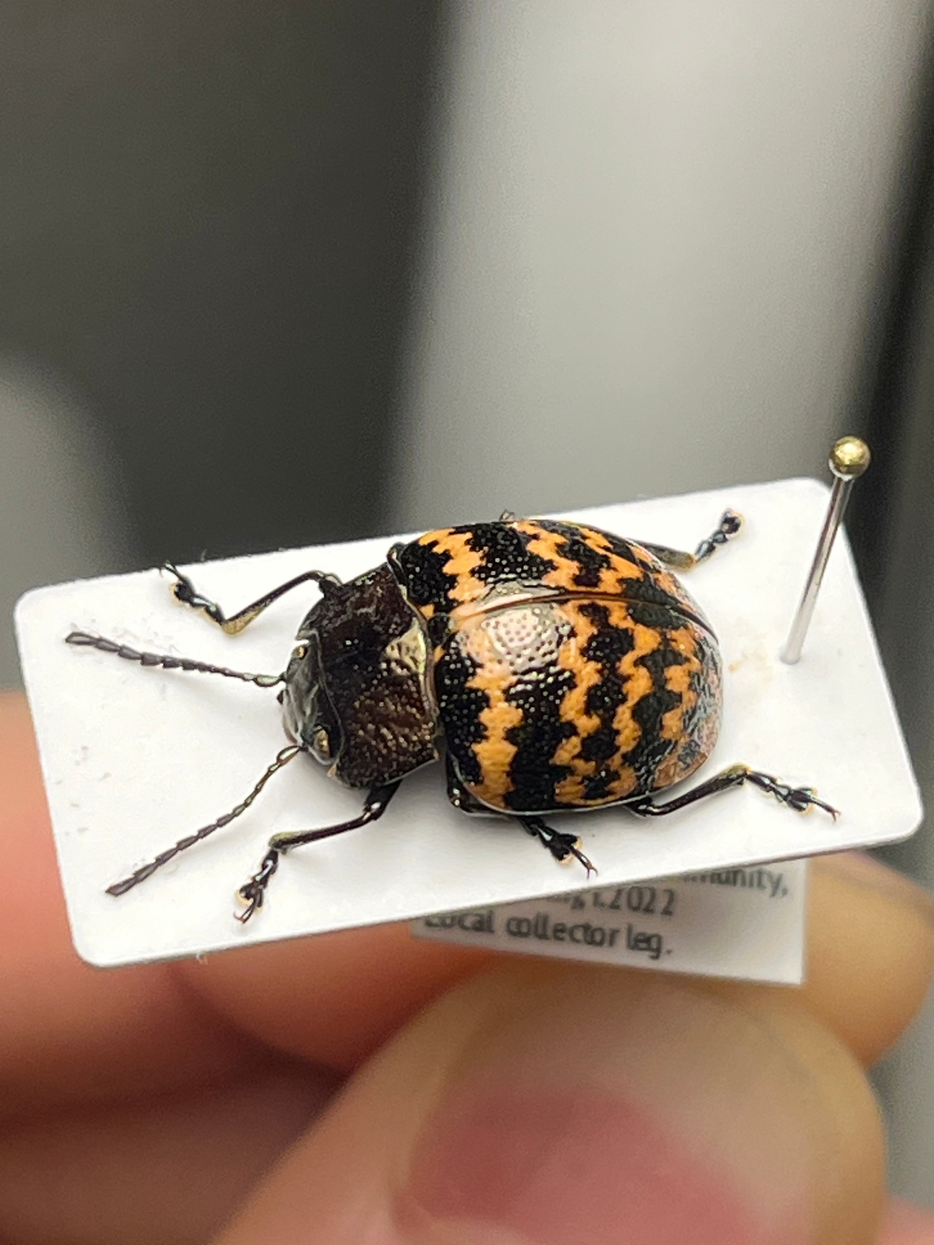 【13mm】ダンダラズングリハムシ とんでもない甲虫 昆虫標本 標本 コブハムシ 13mm】ダンダラズングリハムシ ムネトゲハムシとんでもない甲虫 昆虫