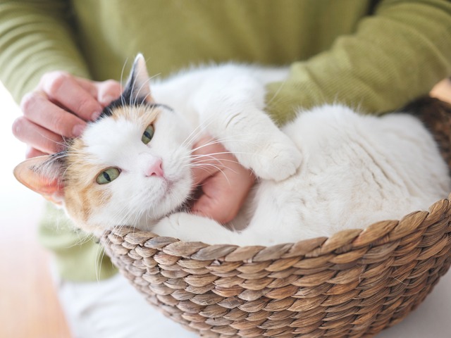 ネコちゃん撮影プラン 60分