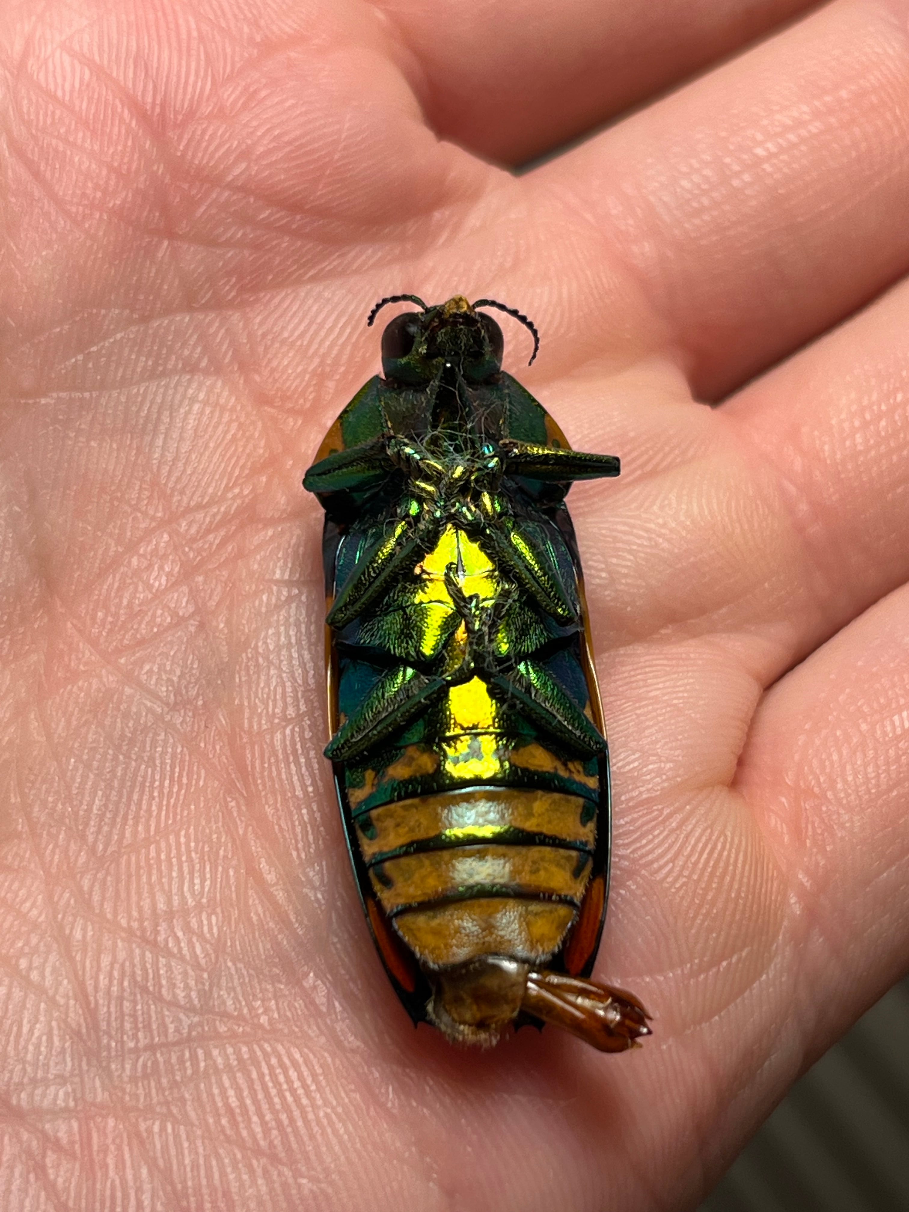 35mm♂】スハンダエオウサマムカシタマムシ Calodema suhandae 昆虫