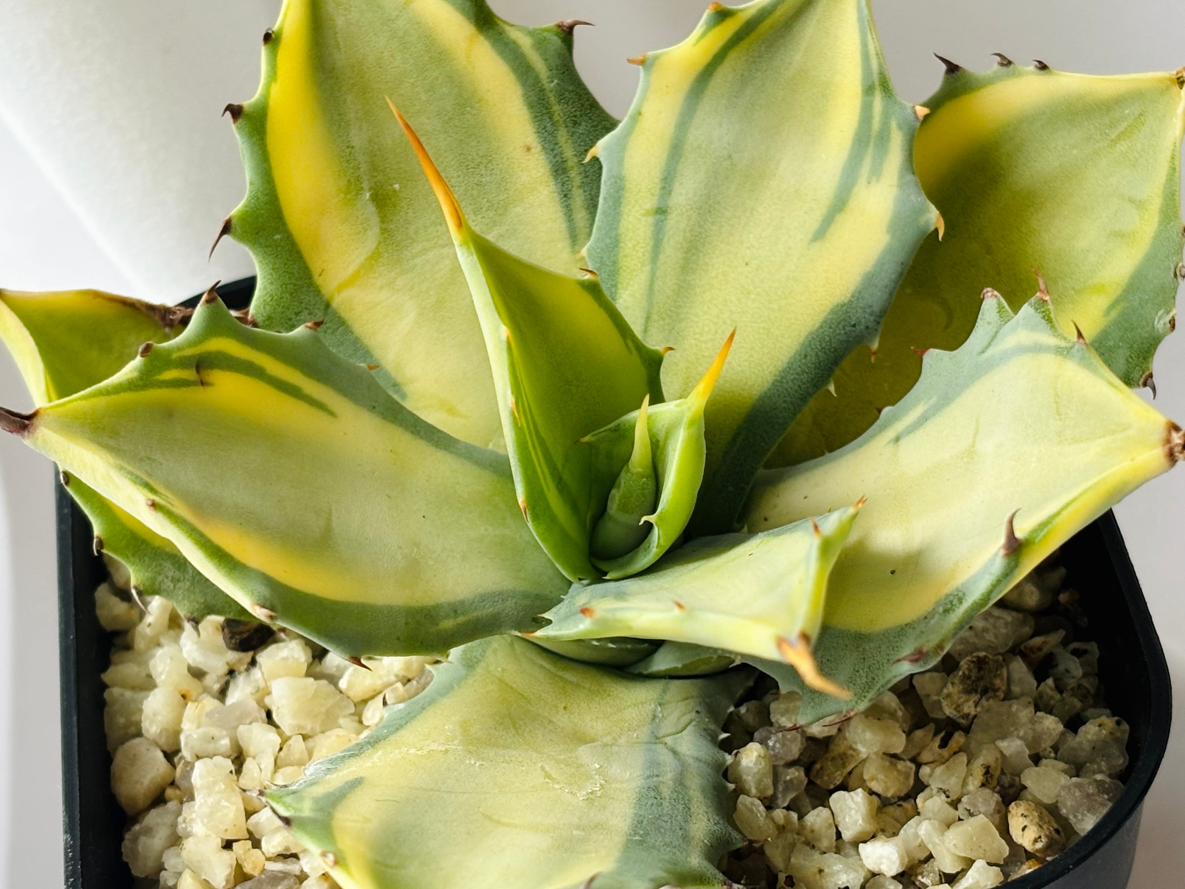 Agave isthmensis 'Rum Runner' アガベ イシスメンシス ”ラムランナー