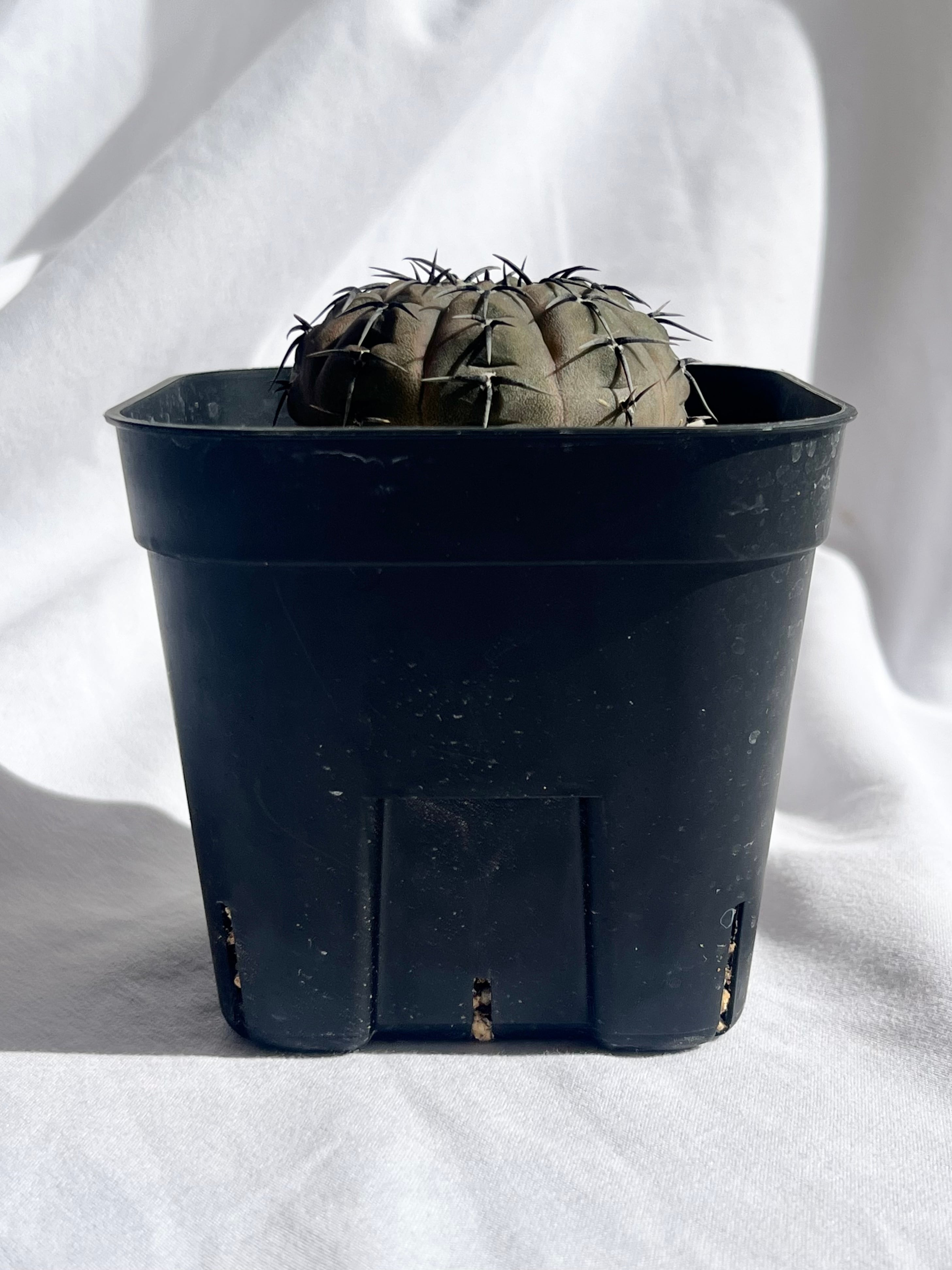 Gymnocalycium asterium ギムノカリキウム 黒刺鳳頭 サボテン | plants