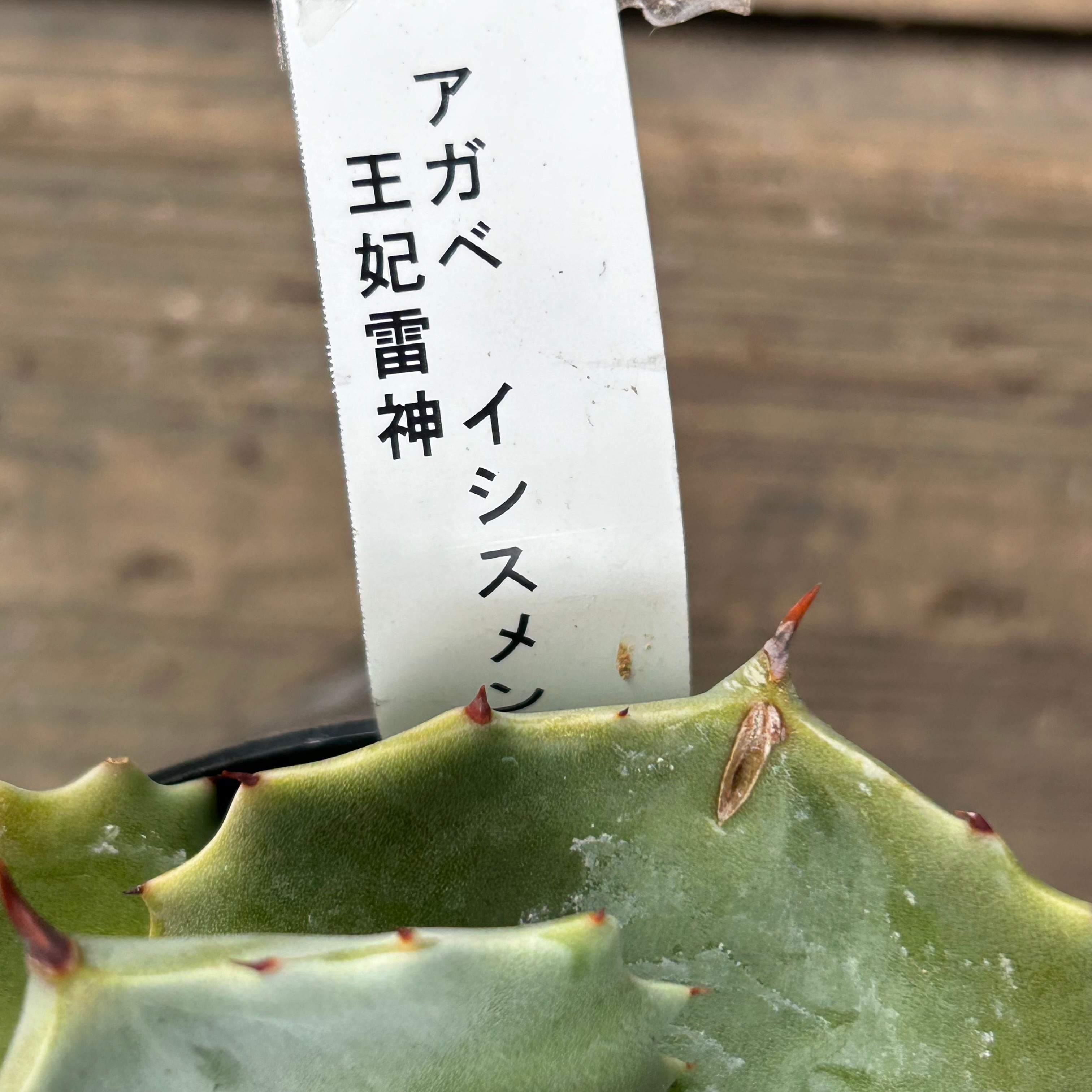 H)王妃雷神 アガベ イシスメンシス | RuPo 多肉植物専門店