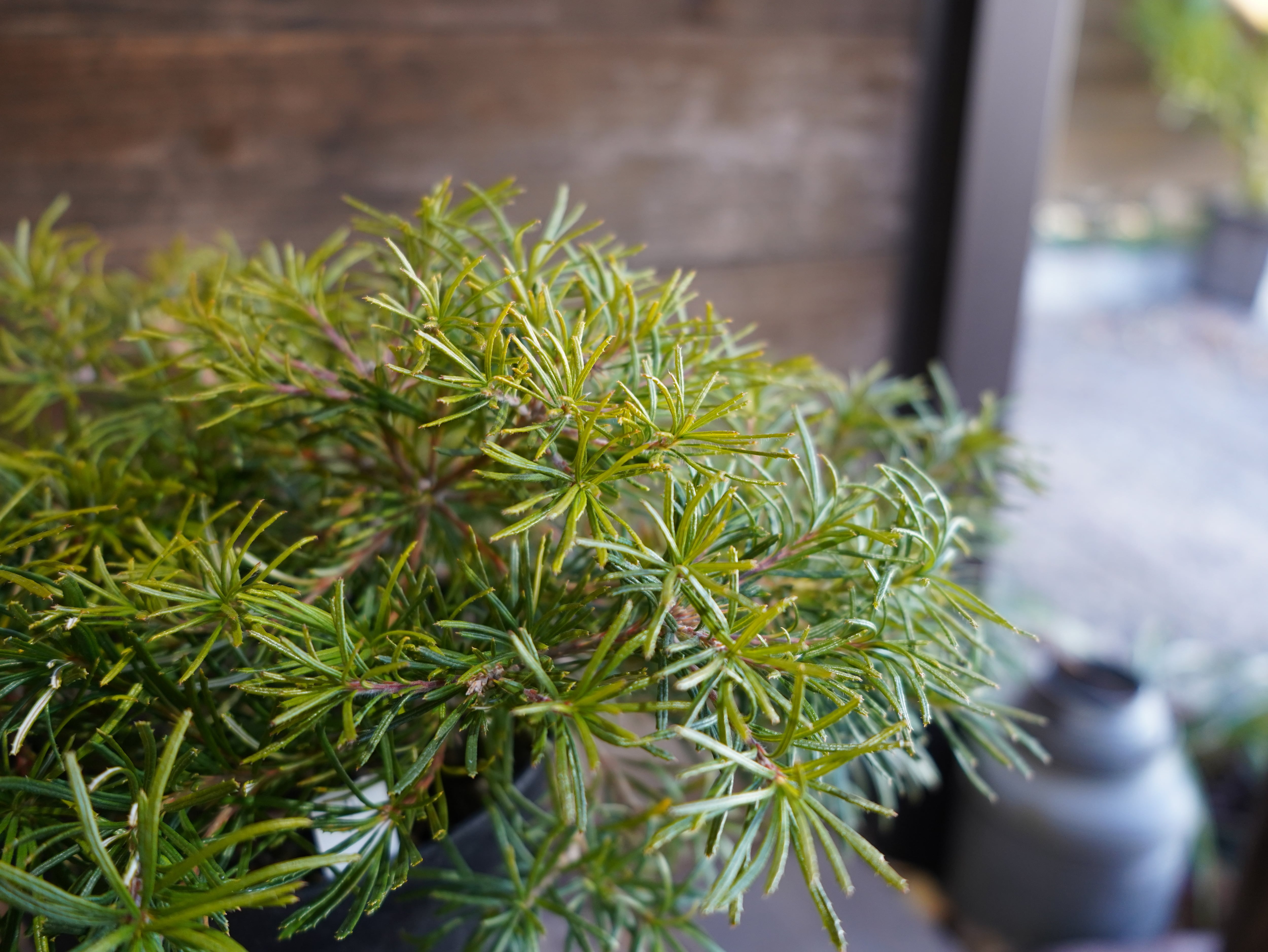 【現物】バンクシア ”バースデーキャンドル” B