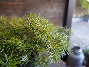 【現物】バンクシア ”バースデーキャンドル” B