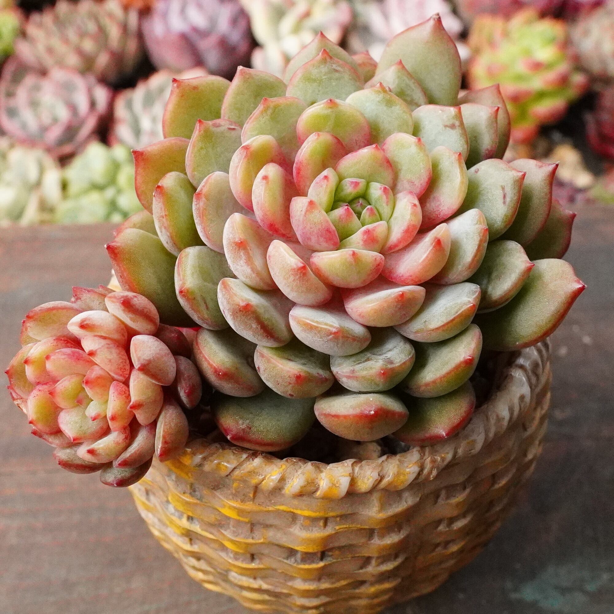 すべての商品 | E-TANIKU