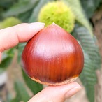 【生栗】ぽろたん  4Lサイズ 1Kg