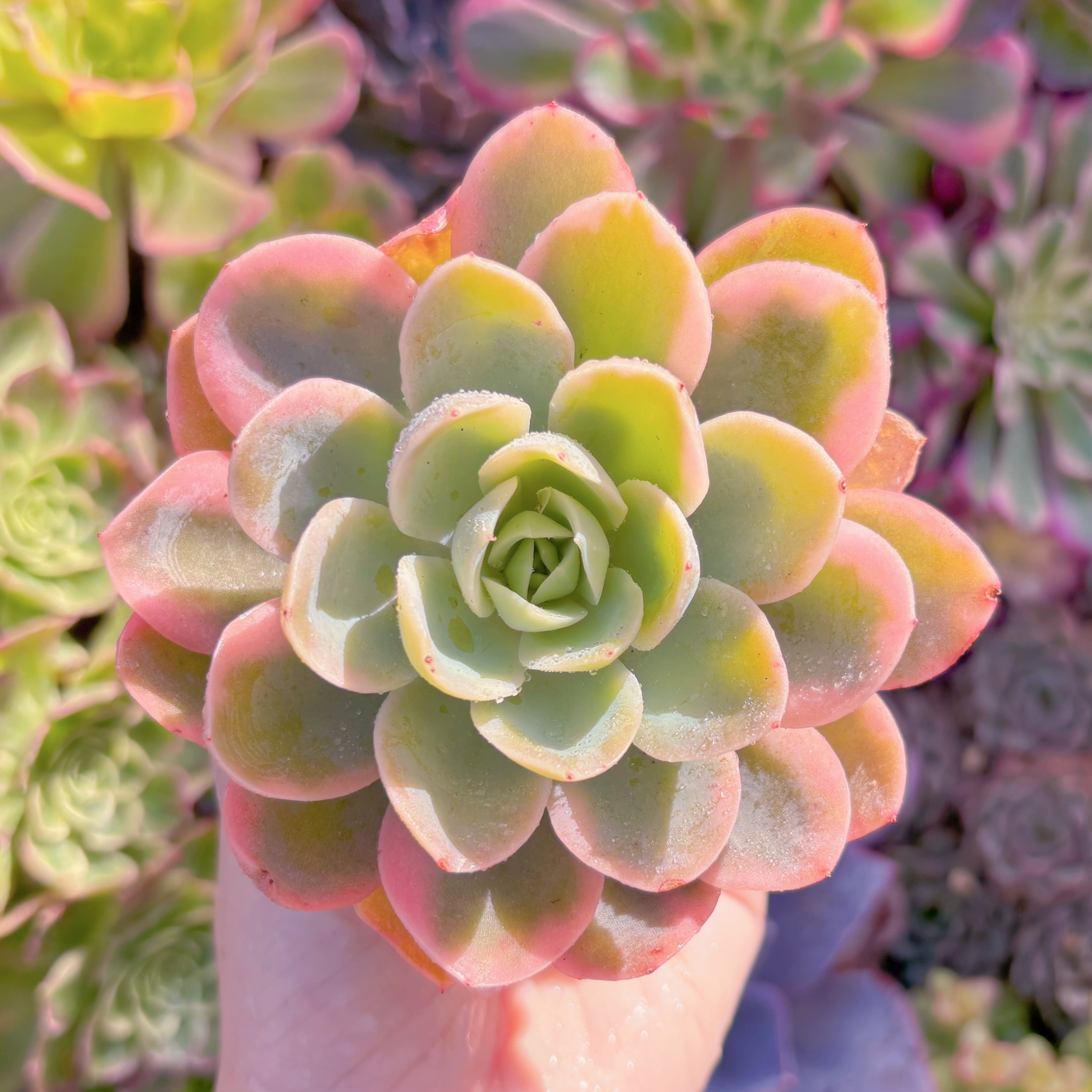 多肉植物 ピンクベラ錦 新入荷 るる農園 | るる農園~多肉植物専門