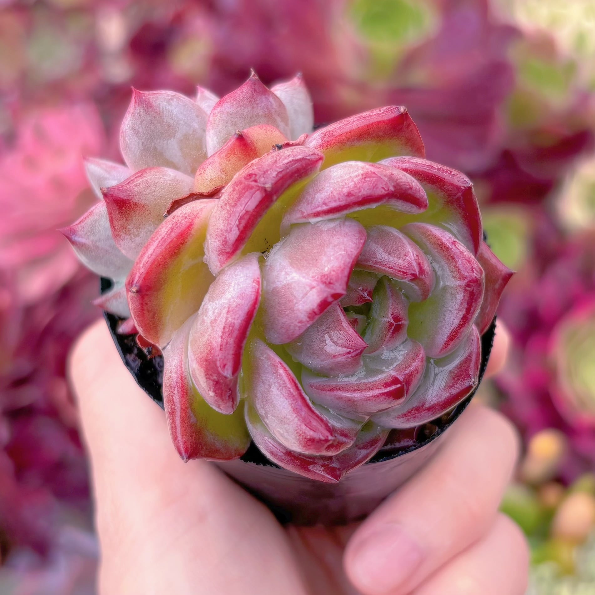 現品　黒武士#B72　るる農園