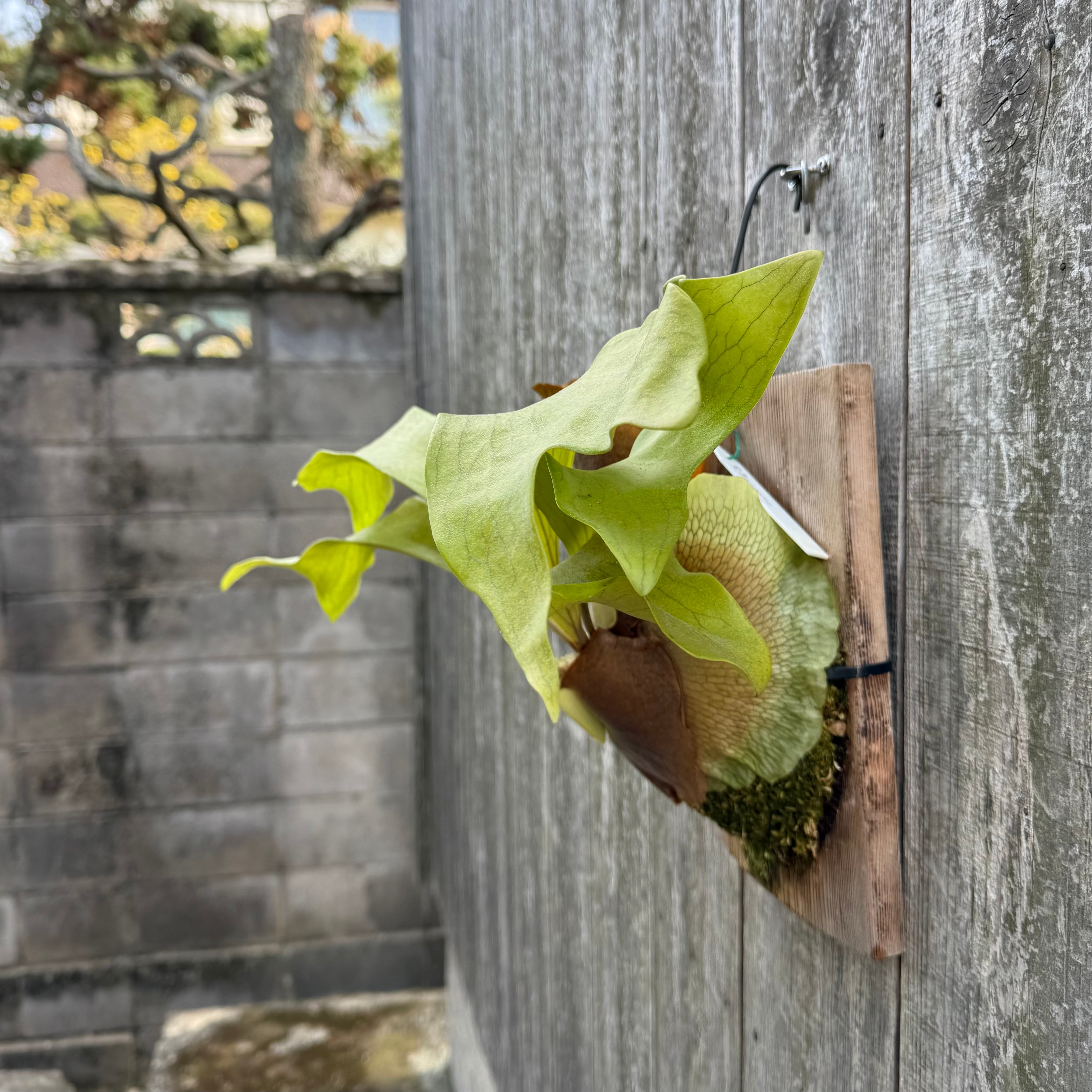 その他 P. hillii Bangpung P. hillii Bangpung (pup) | naturefix