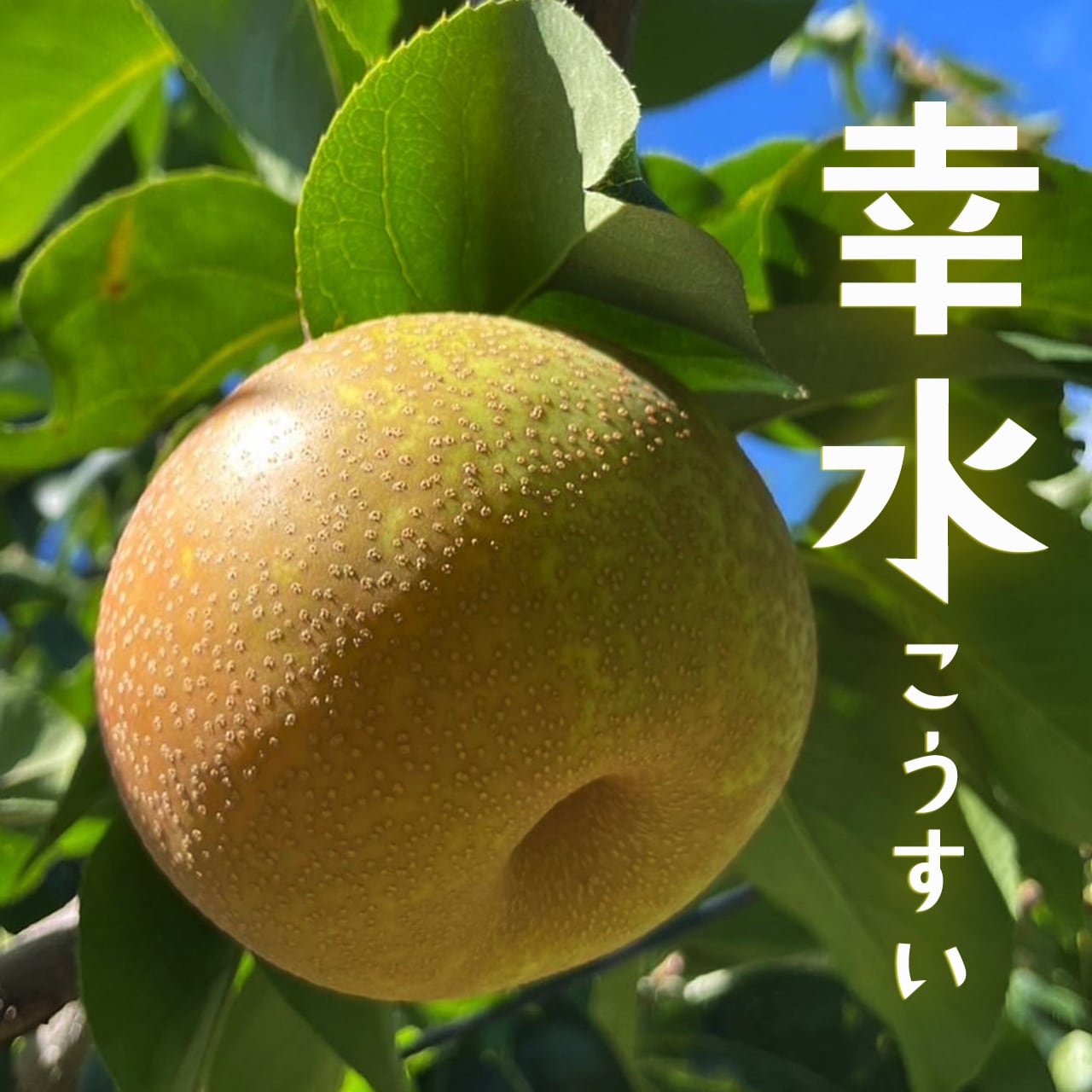 8月下旬～発送「幸水」5kg(14～9玉) | 小野寺梨園