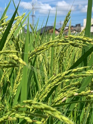 １ヶ月ごとに６回分お届け！毎月幻の米　岐阜県ハツシモ10kg（５kg２袋）が届く！