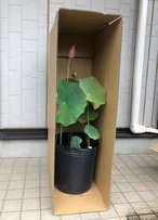 長紅蓮(ちょうこうれん)