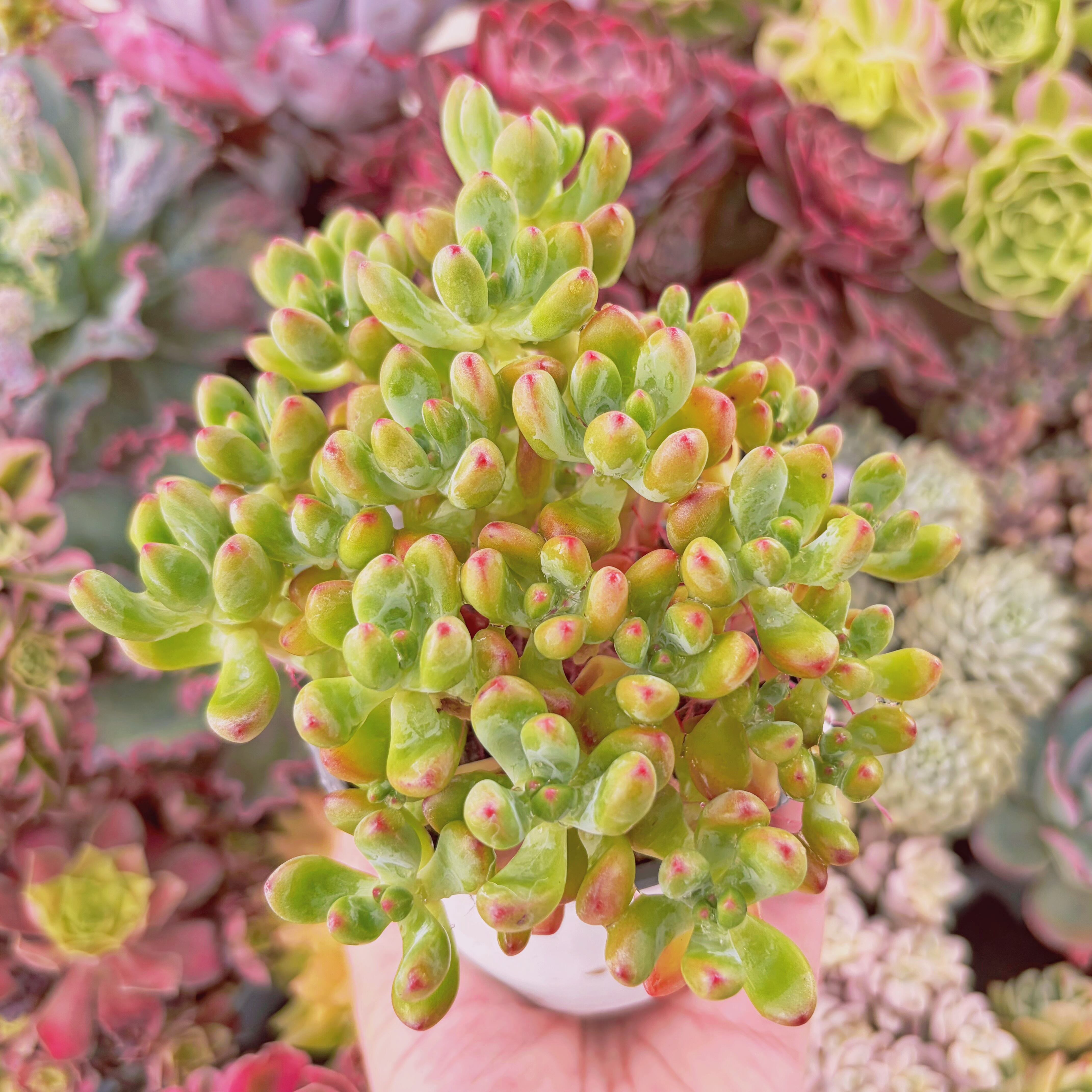 現物 多肉植物 福娘錦 | RunaHana