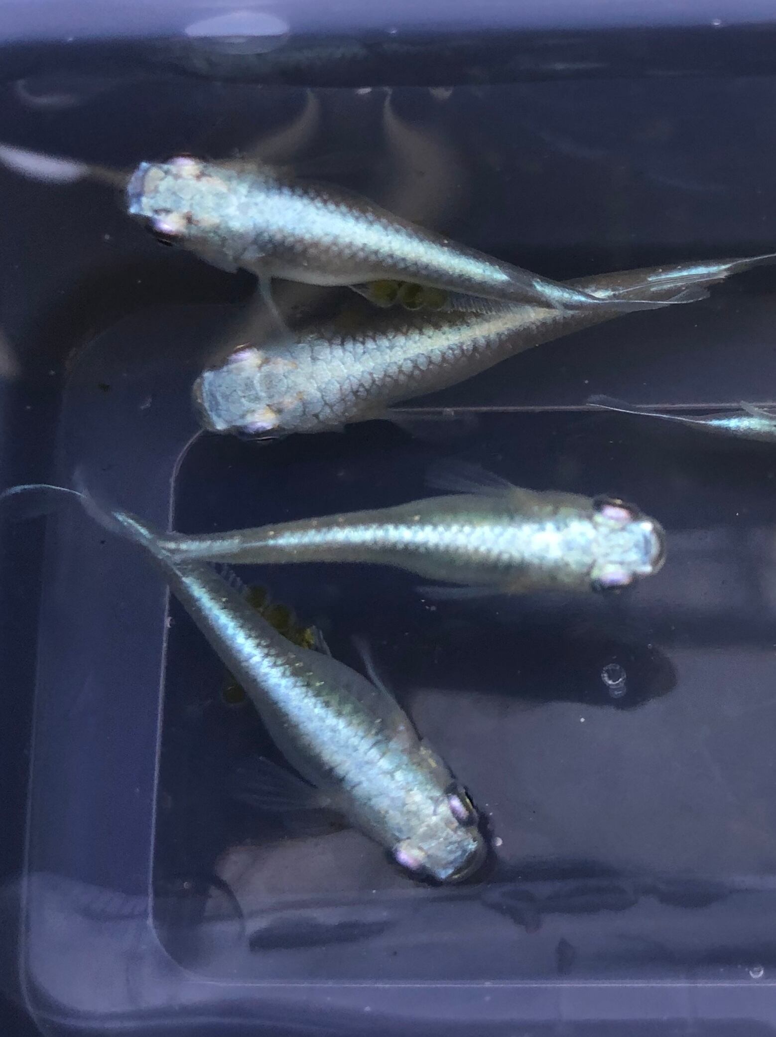 希少 サンセット極龍系 メダカ 六鱗幹之 2ペア めだか処 利久庵 生体 成魚のメダカ Shipsctc Org