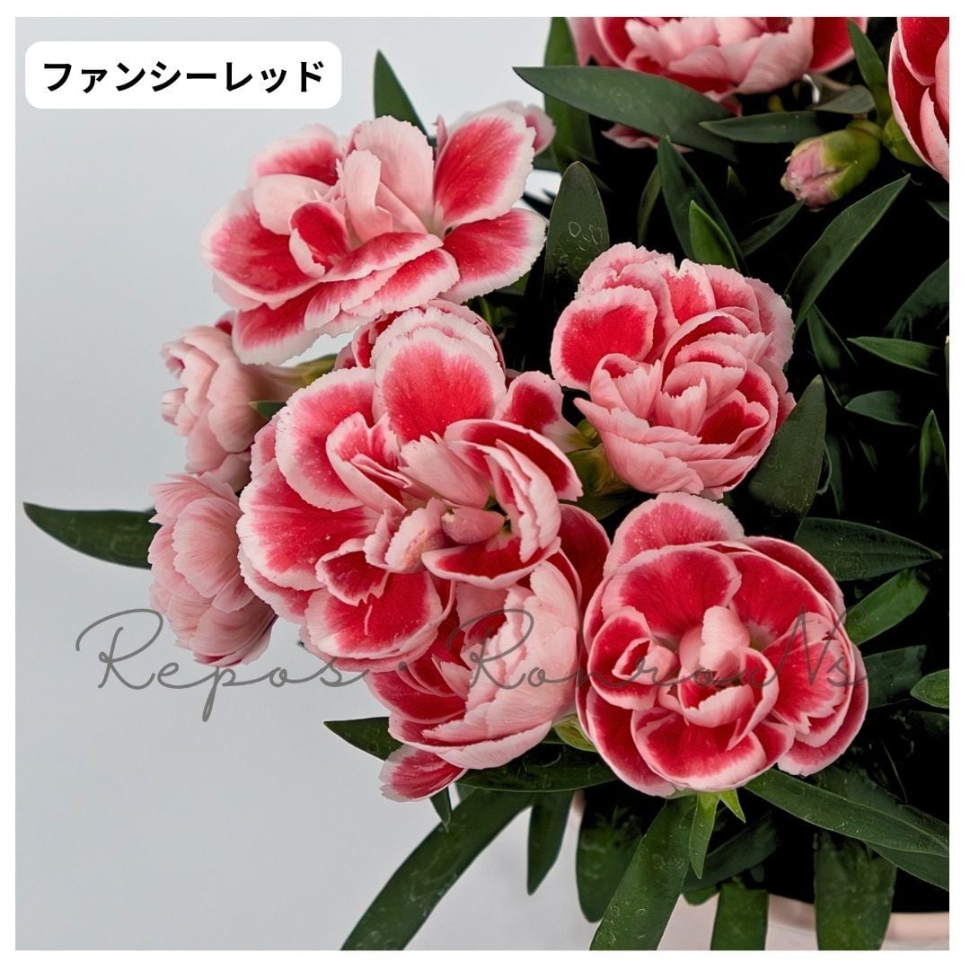 バラ咲き プリムラ ジュリアン ①：『いちごのミルフィーユ