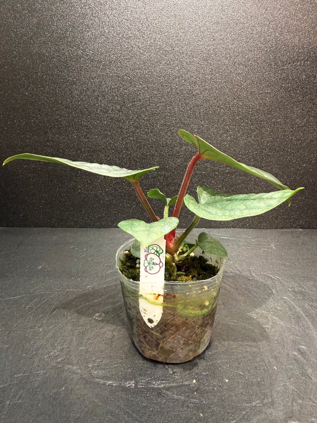 レア♡アスプレニウム　ニダス　バリエガータ♡3号♡ポットごと宅急便コンパクト アスプレニウム・ニダス・バリエガータ 観葉植物 3号 | 観葉植物と雑貨