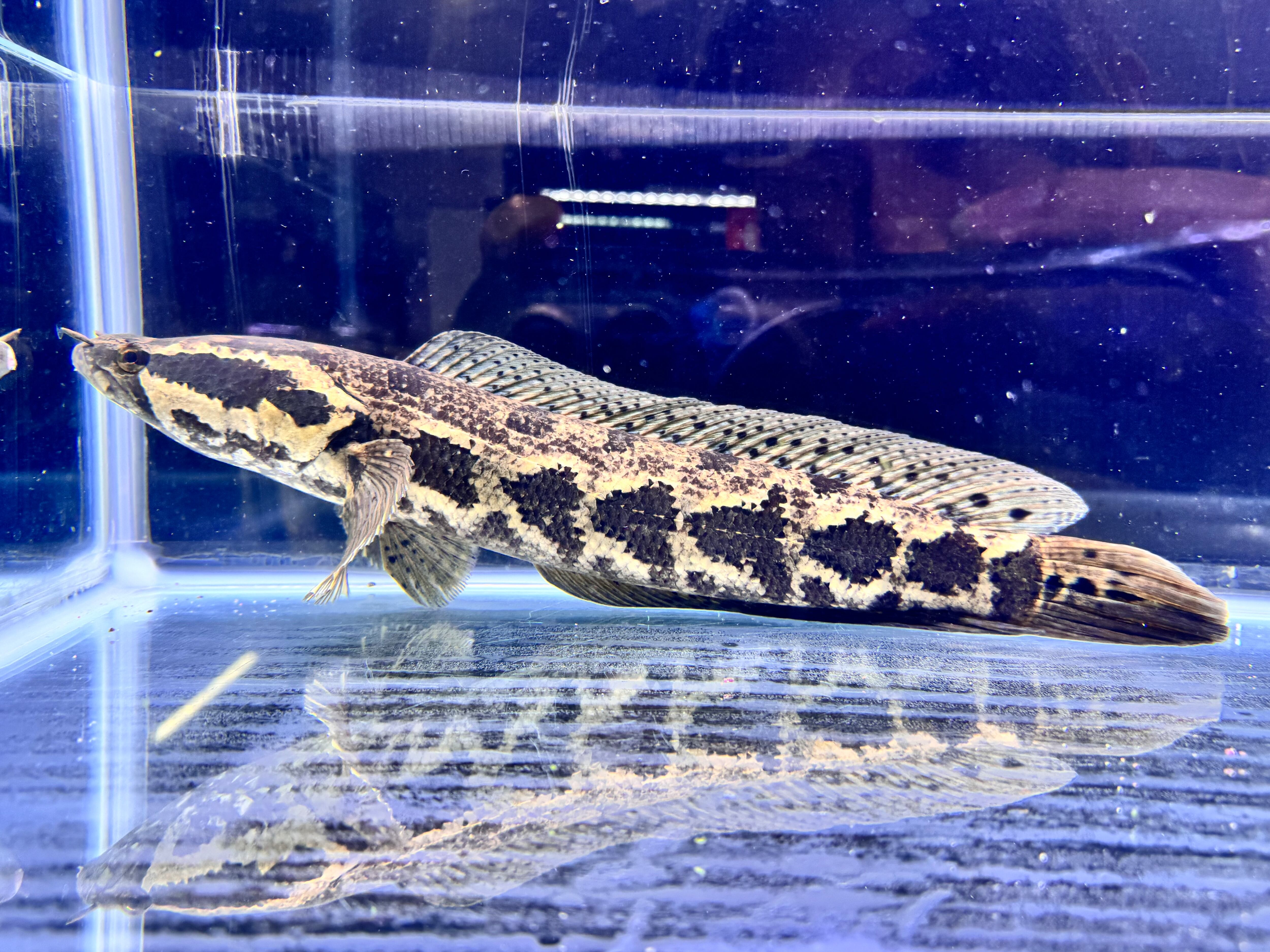 3 マダガスカルのとても珍しい虹色タマムシ（♀） | PAY ID