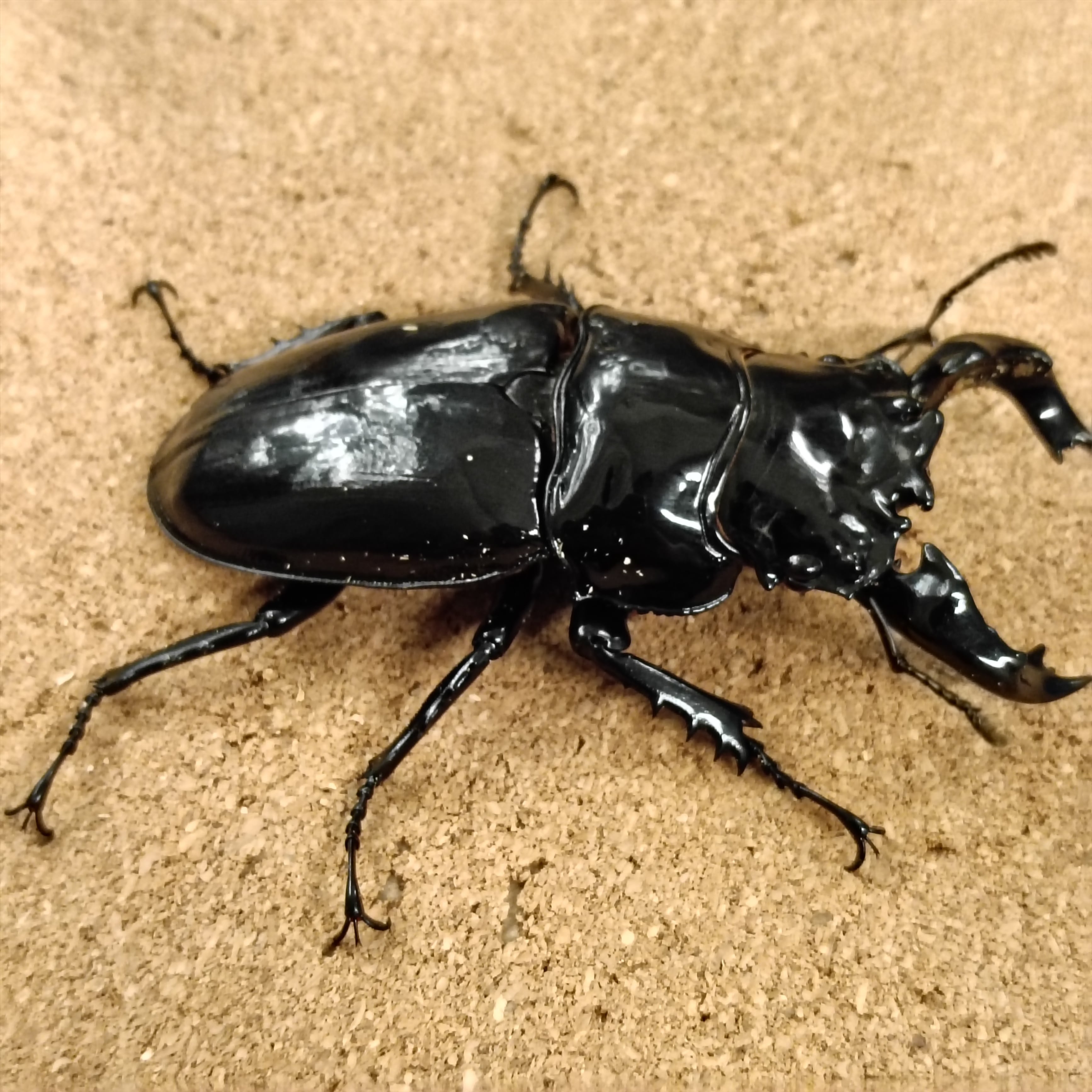 タランドゥスオオツヤクワガタ ♂ 79.0mm | カブクワショップ横浜