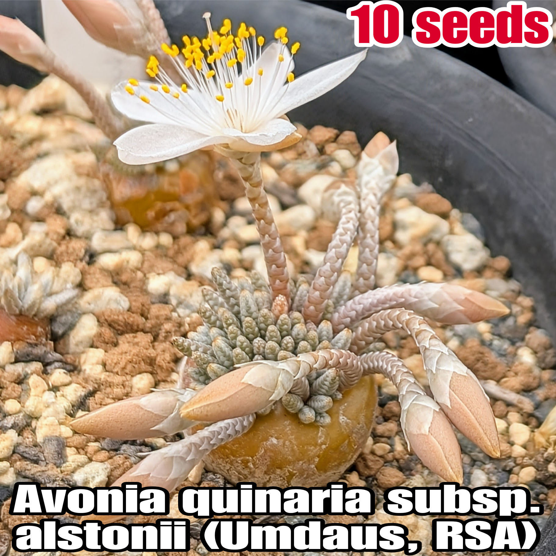 種子(少量パック)/10粒】Avonia quinaria subsp. alstonii (Umdaus