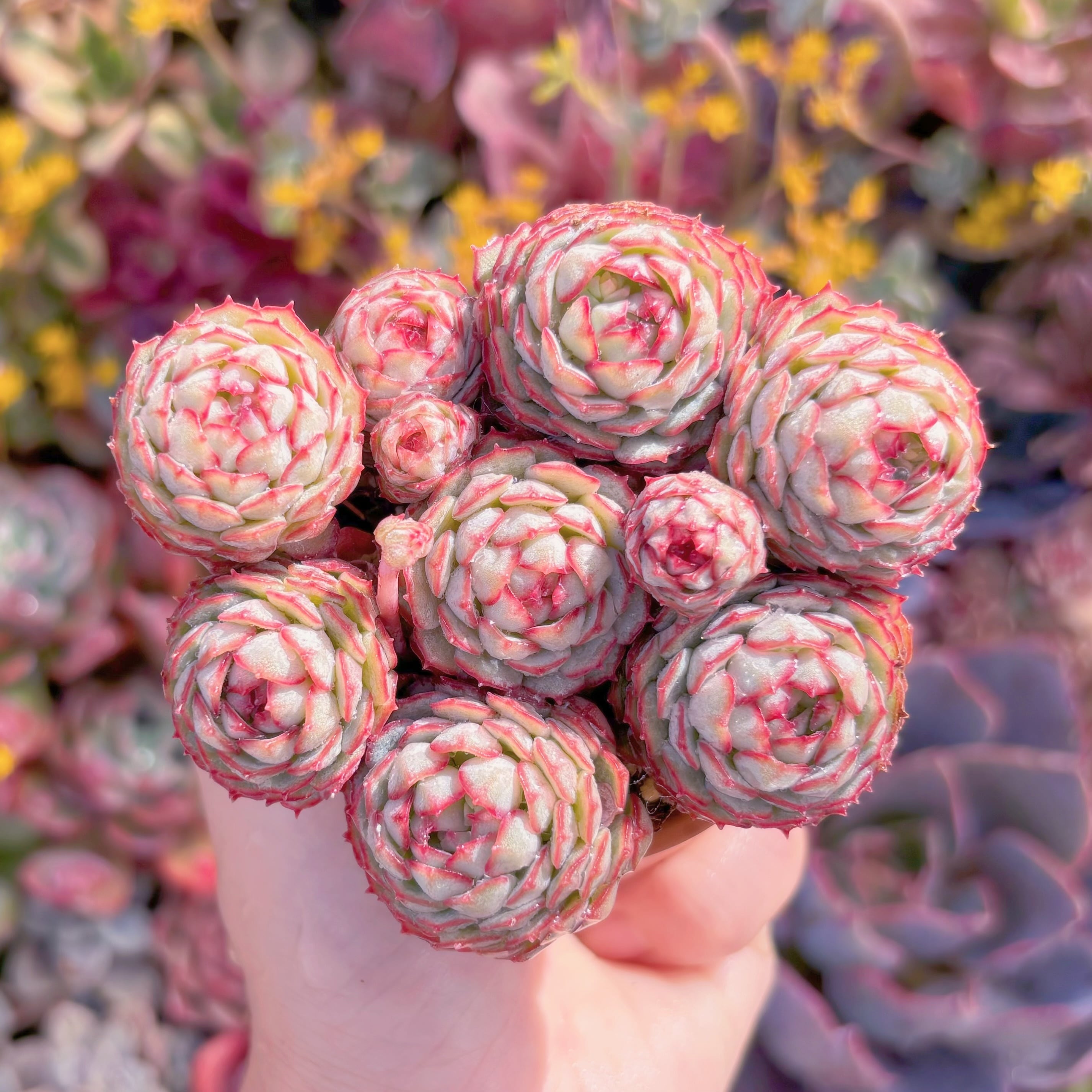 現品　グロブローサx静夜#046　群生　新入荷　るる農園