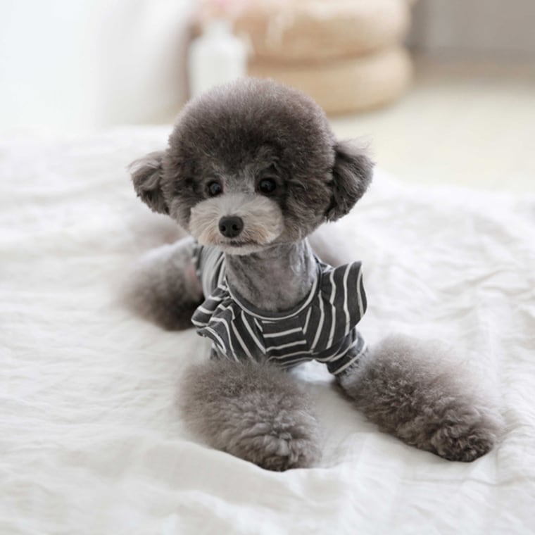 willy stripe t-shirt S ~ XL 2color / 犬服 フリル ボーダー Tシャツ ブラウス ドッグウェア シンプル トップス お出かけ ストライプ 長袖