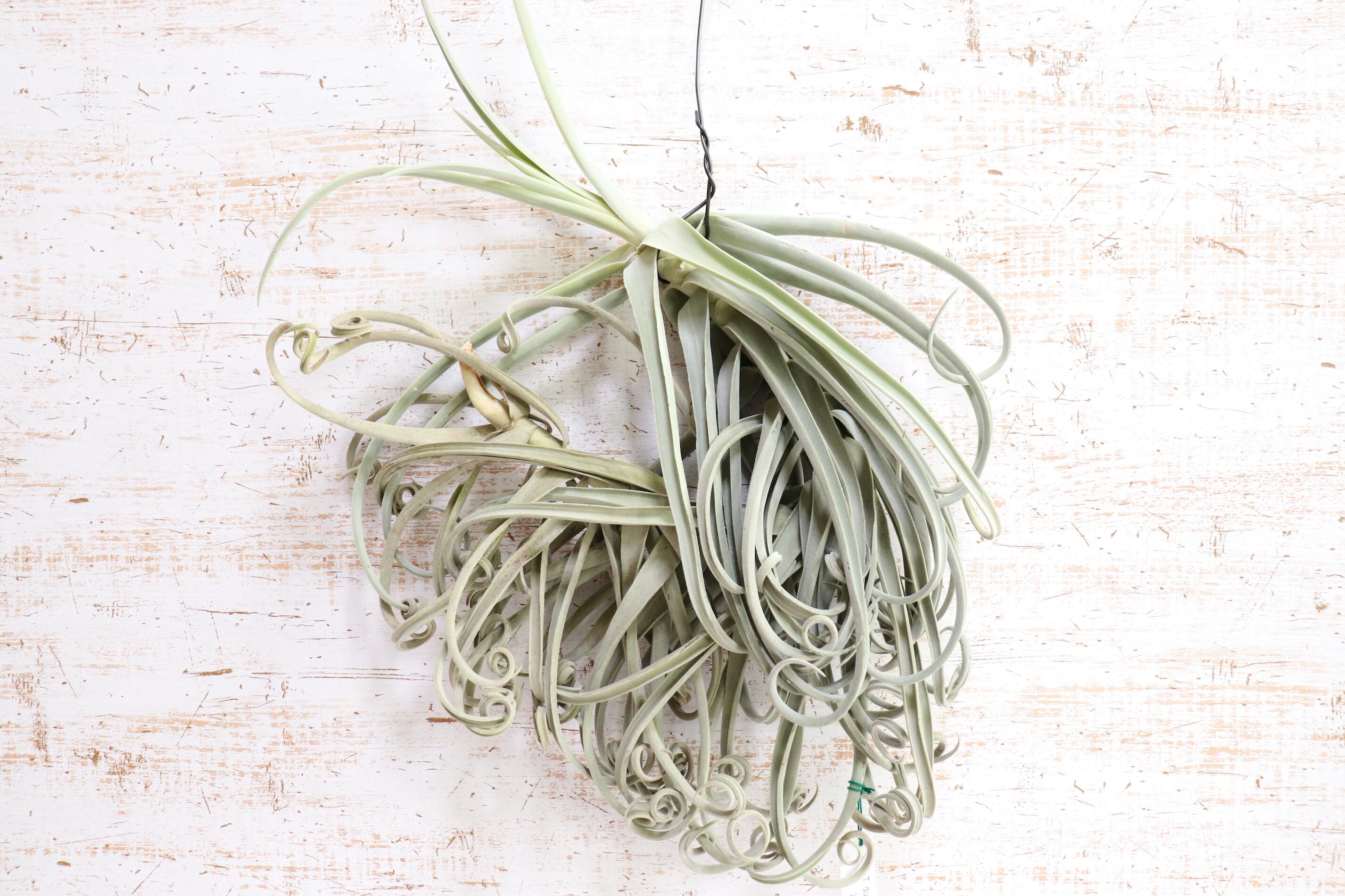 request】ドゥラティXL〔エアプランツ〕現品発送T0242 | plane plants