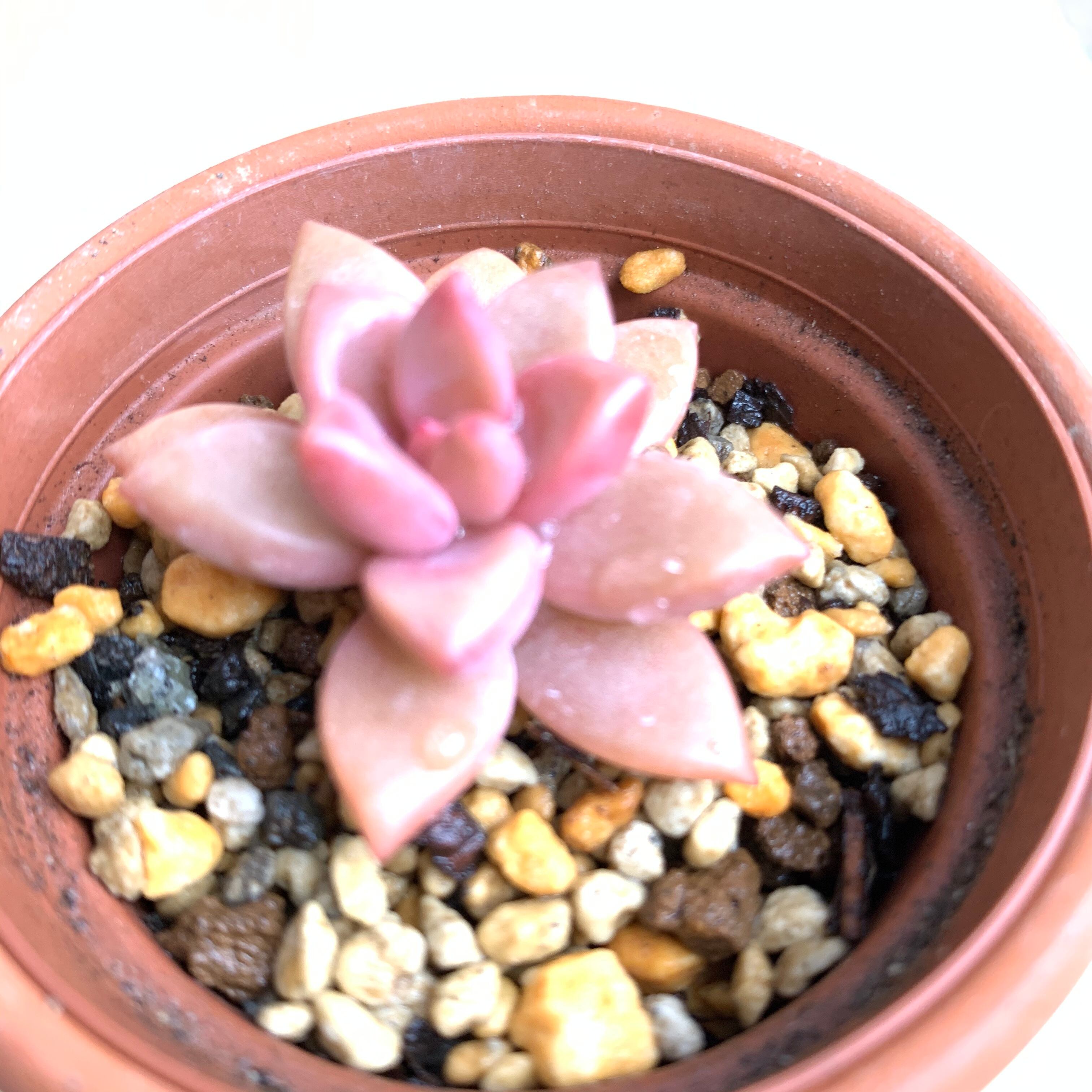 多肉植物 プリっとかわいいを詰め合わせ!6種類おまかせ多肉 多肉植物 プリっとかわいいを詰め合わせ!6種類おまかせ多肉