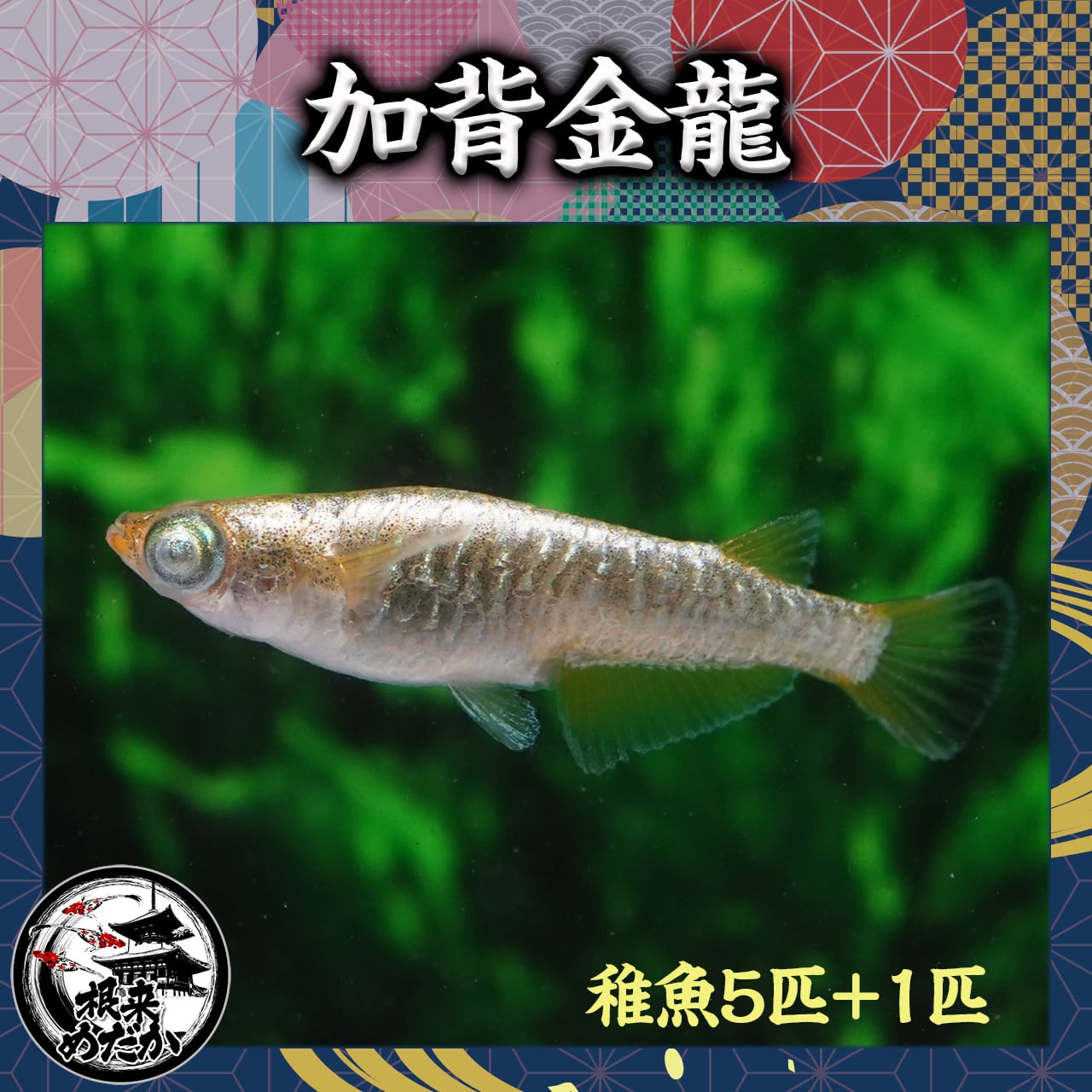 【5匹＋補償1匹】過背金龍