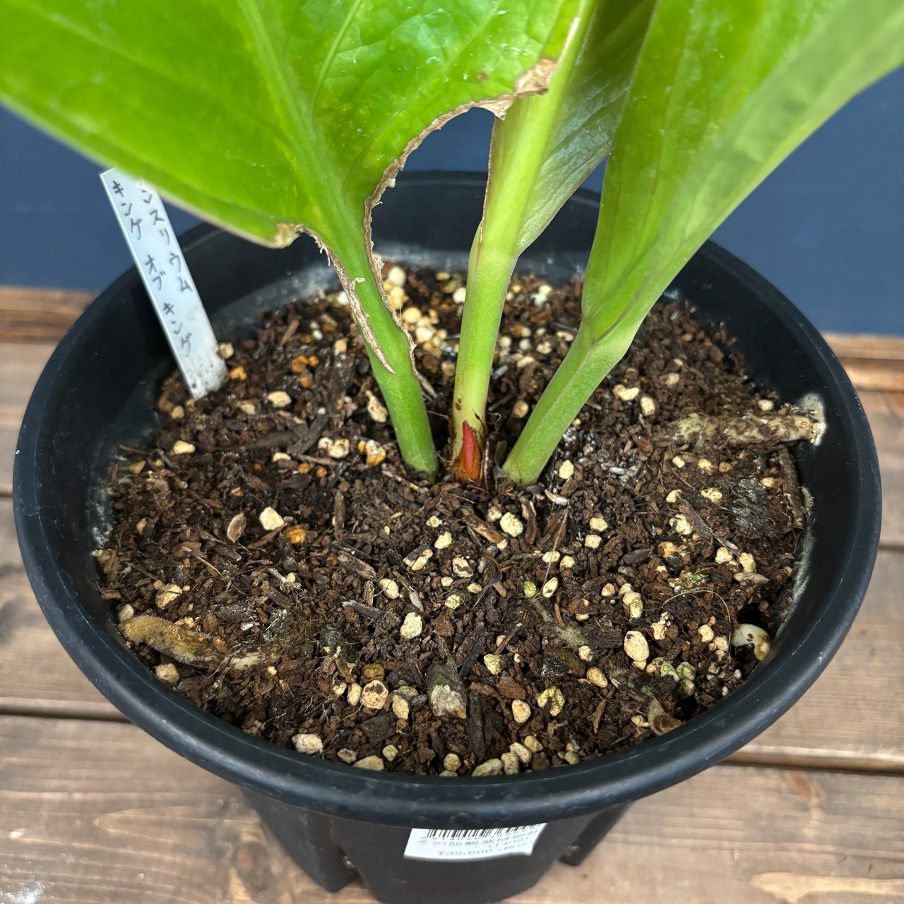 アンスリウム　キングオブキングス【897】