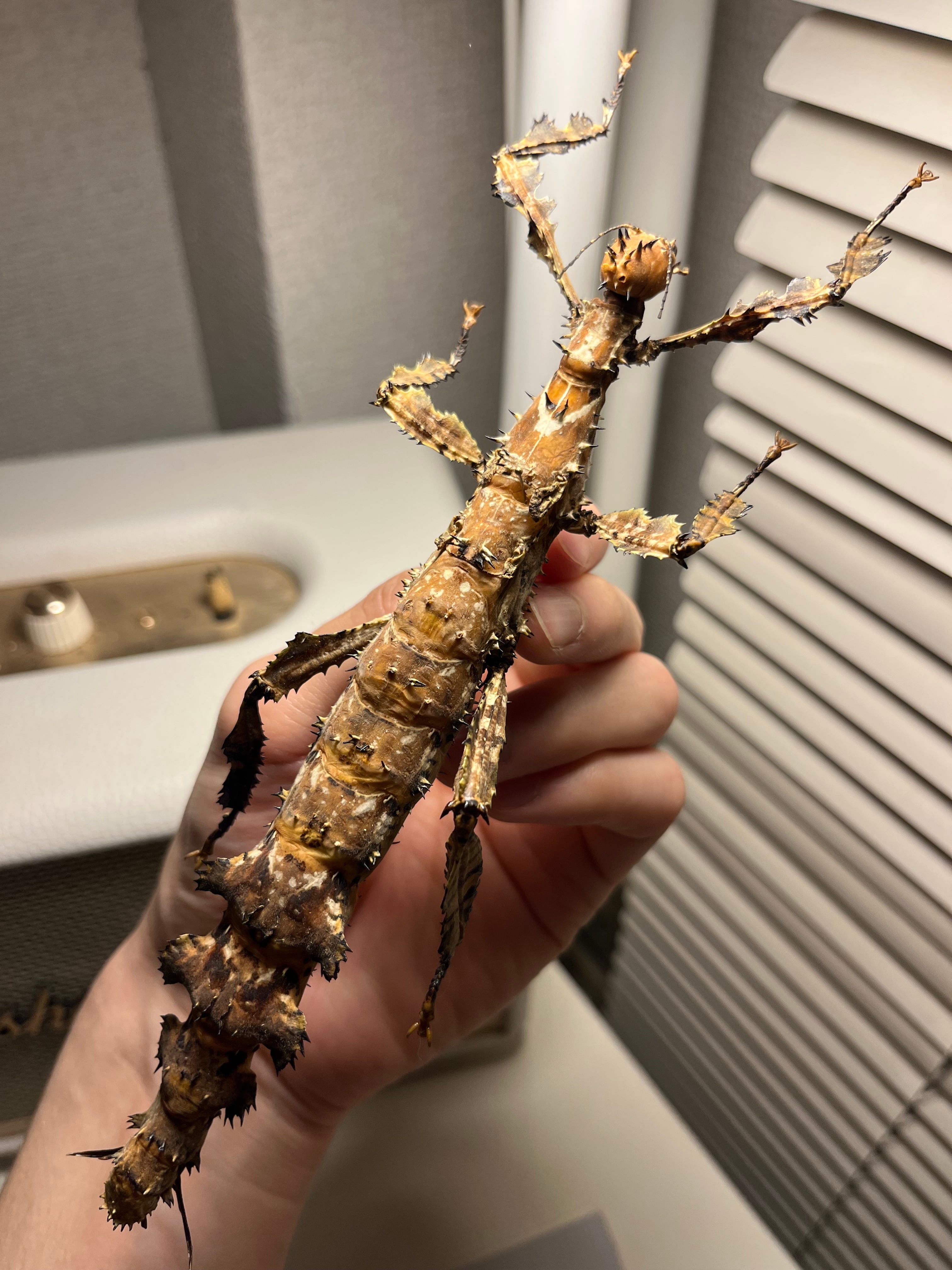 極BIG】ユウレイヒレアシナナフシの昆虫標本 Extatosoma popa