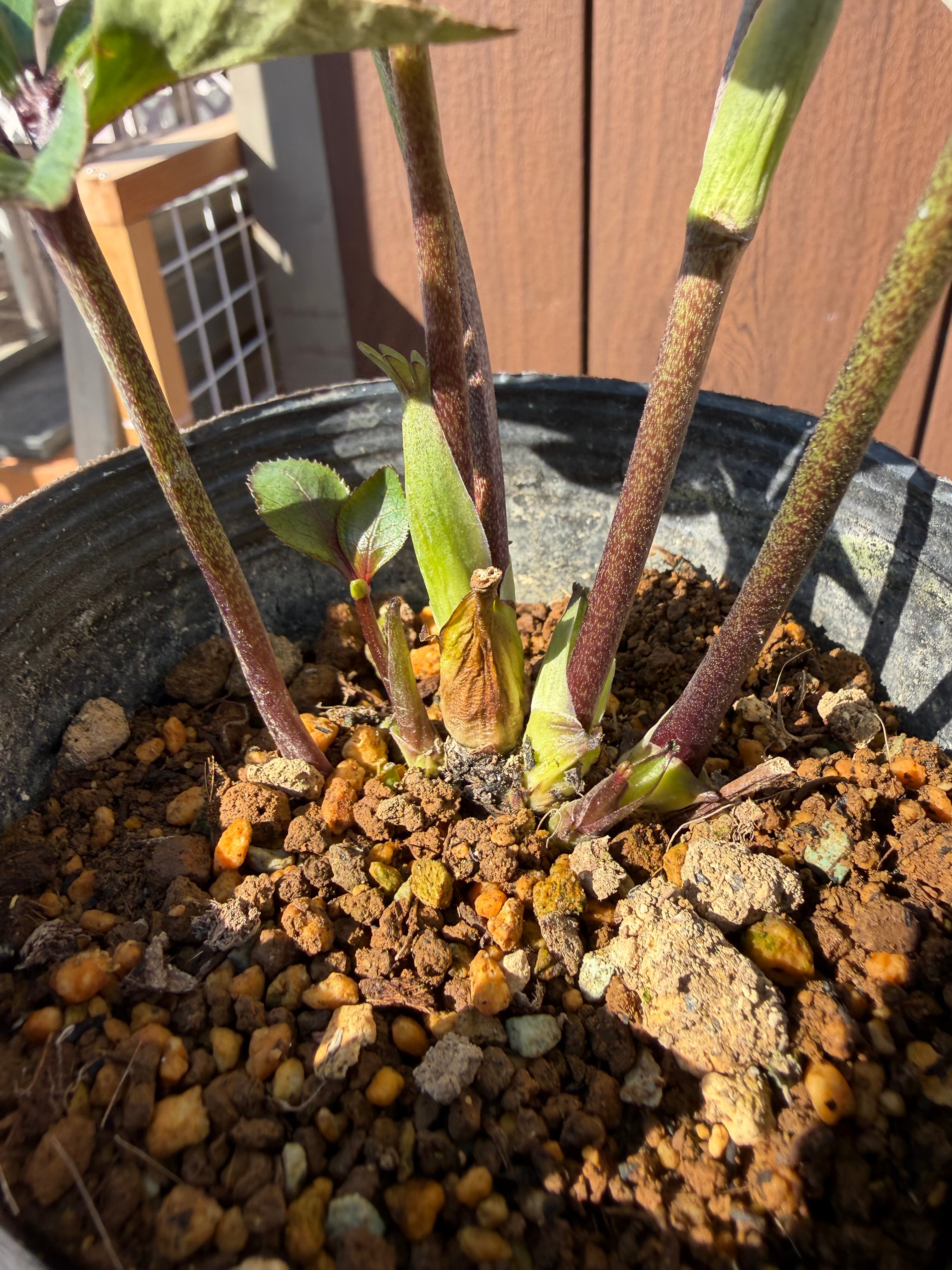 デュメhyb. 大木ナーサリー クリスマスローズ【Og17】送料無料