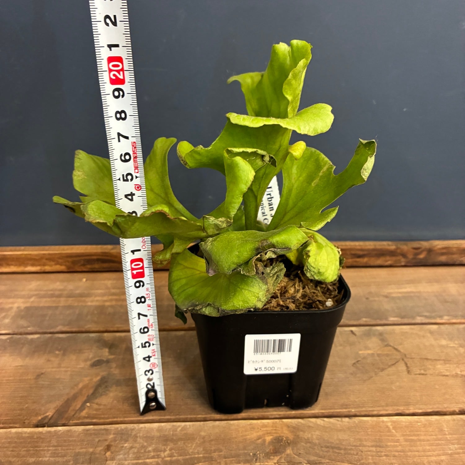 ビカクシダ P. ridleyi var. round 'G'【181】 | PROTOLEAF プロトリーフ