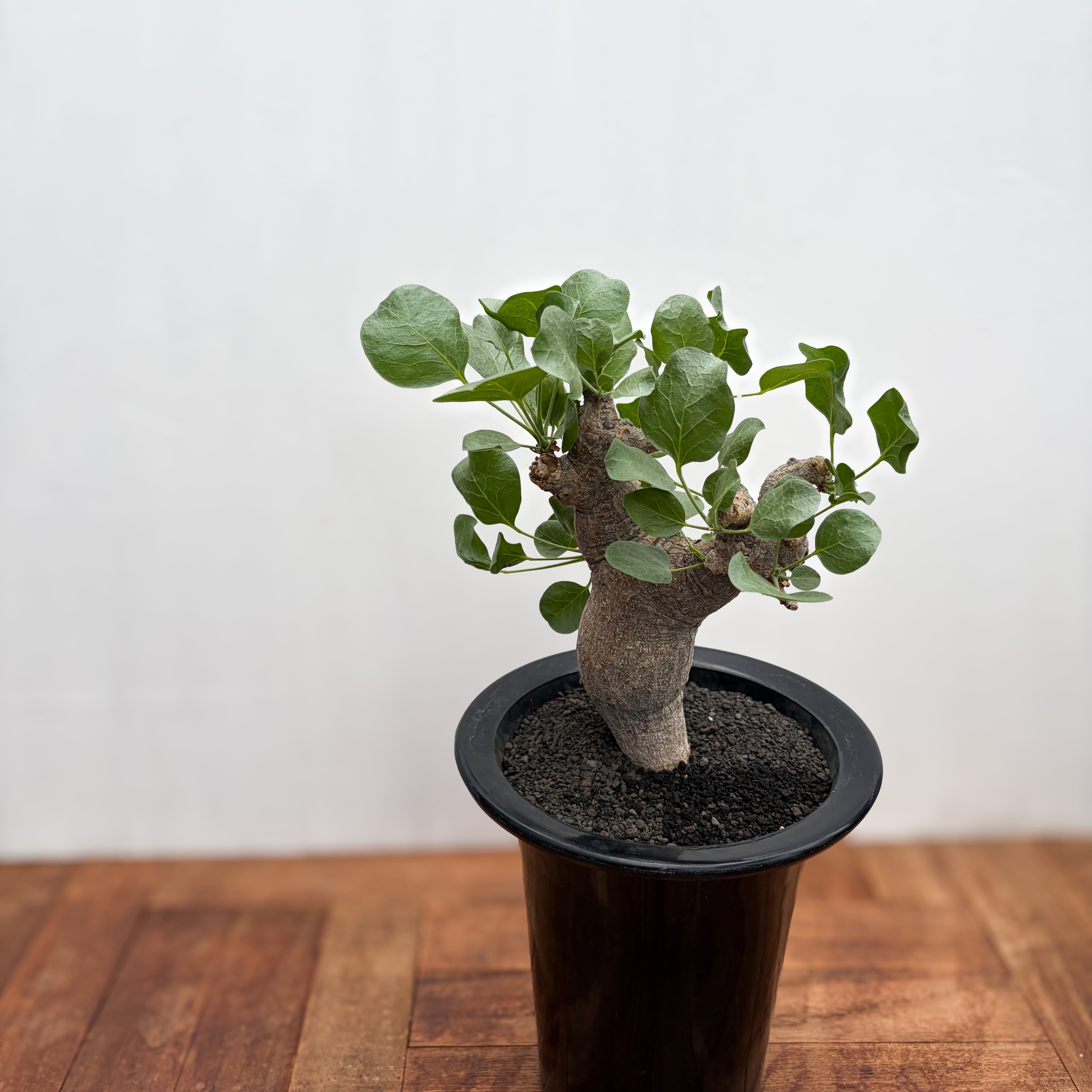 Commiphora drakebrockmanii【コミフォラ・ドレイクブロックマニー