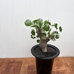 Commiphora drakebrockmanii【コミフォラ・ドレイクブロックマニー】