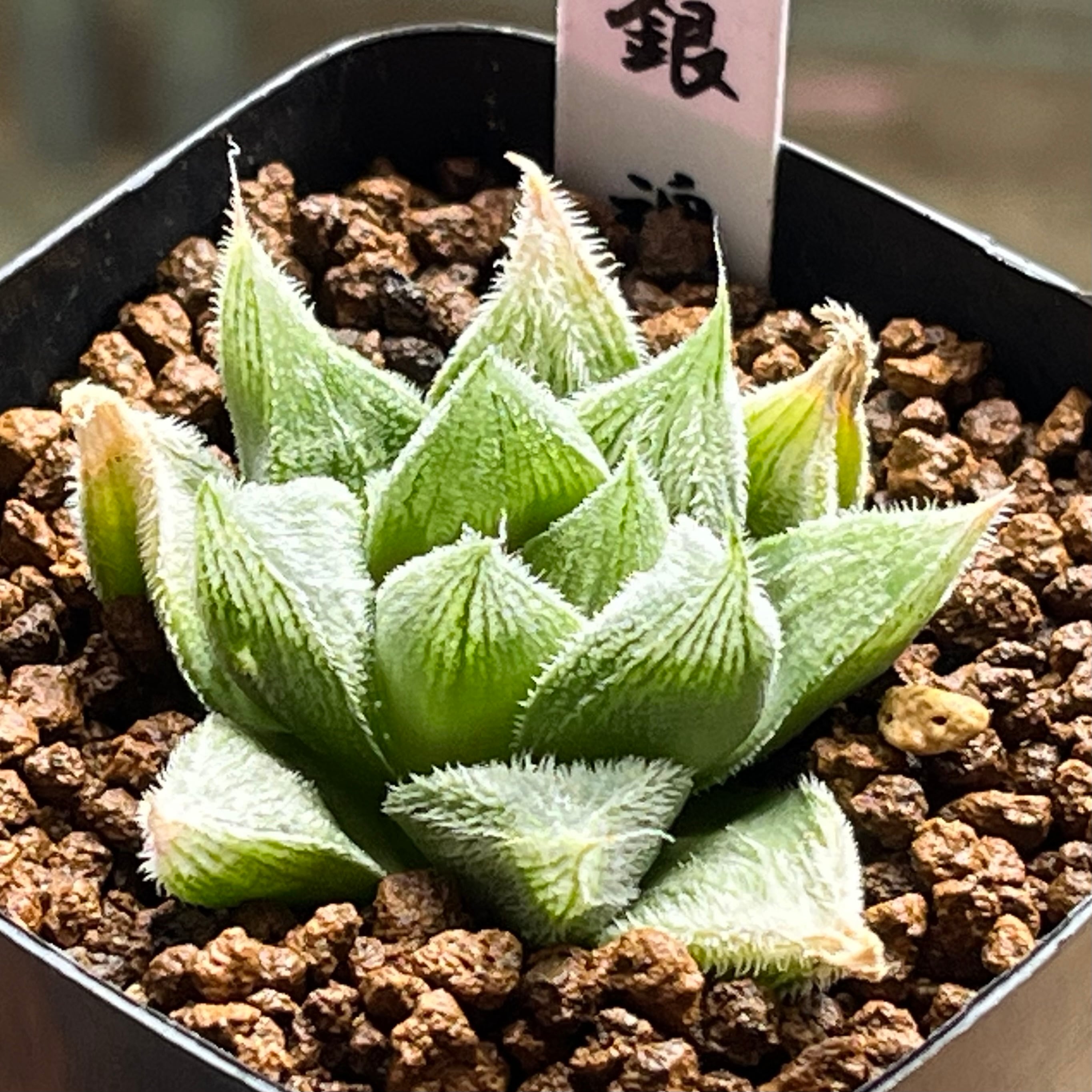 ハオルチア 赤線レンズ錦×霓虹灯錦 実生 | mocono_plants