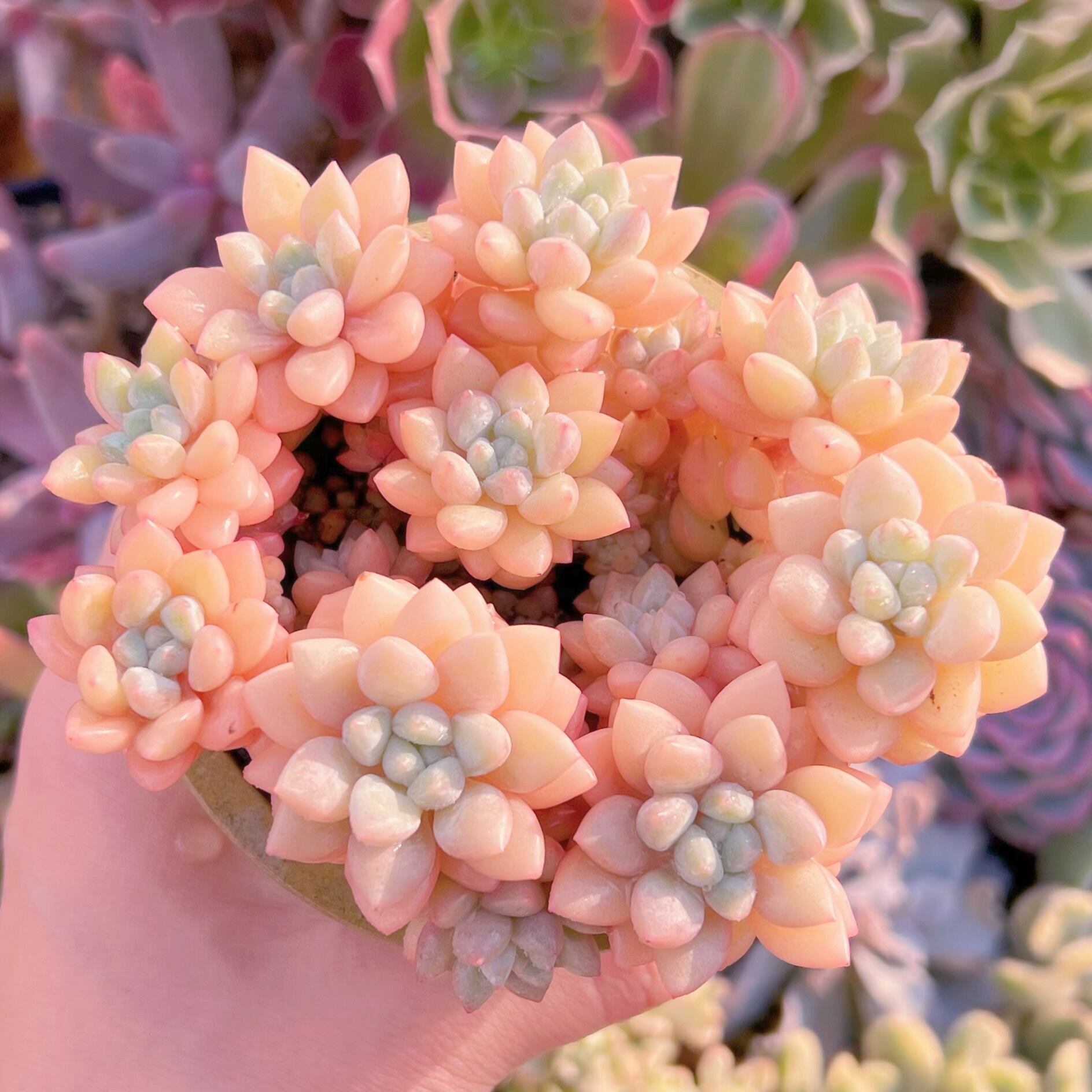 現品　ピンクパールsp#766　るる農園