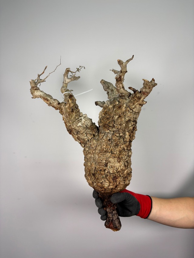 F157 現地発根株 オペルクリカリア パキプス 6/15 入荷 Operculicarya pachypus 塊根植物 現地球