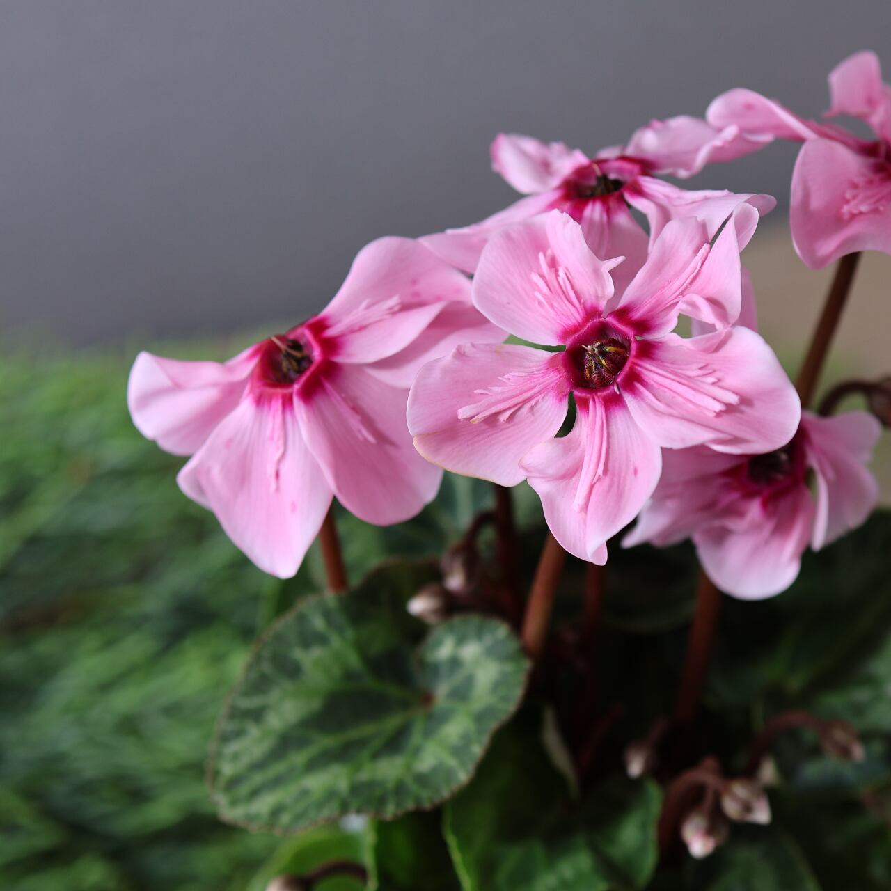 436上向きの花が株を覆いつくすほど次々と咲く『シクラメン