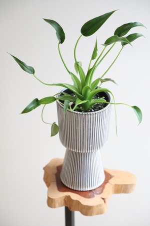 【M】アロカシア タイニーダンサー/Alocasia　※陶器鉢カバー付き