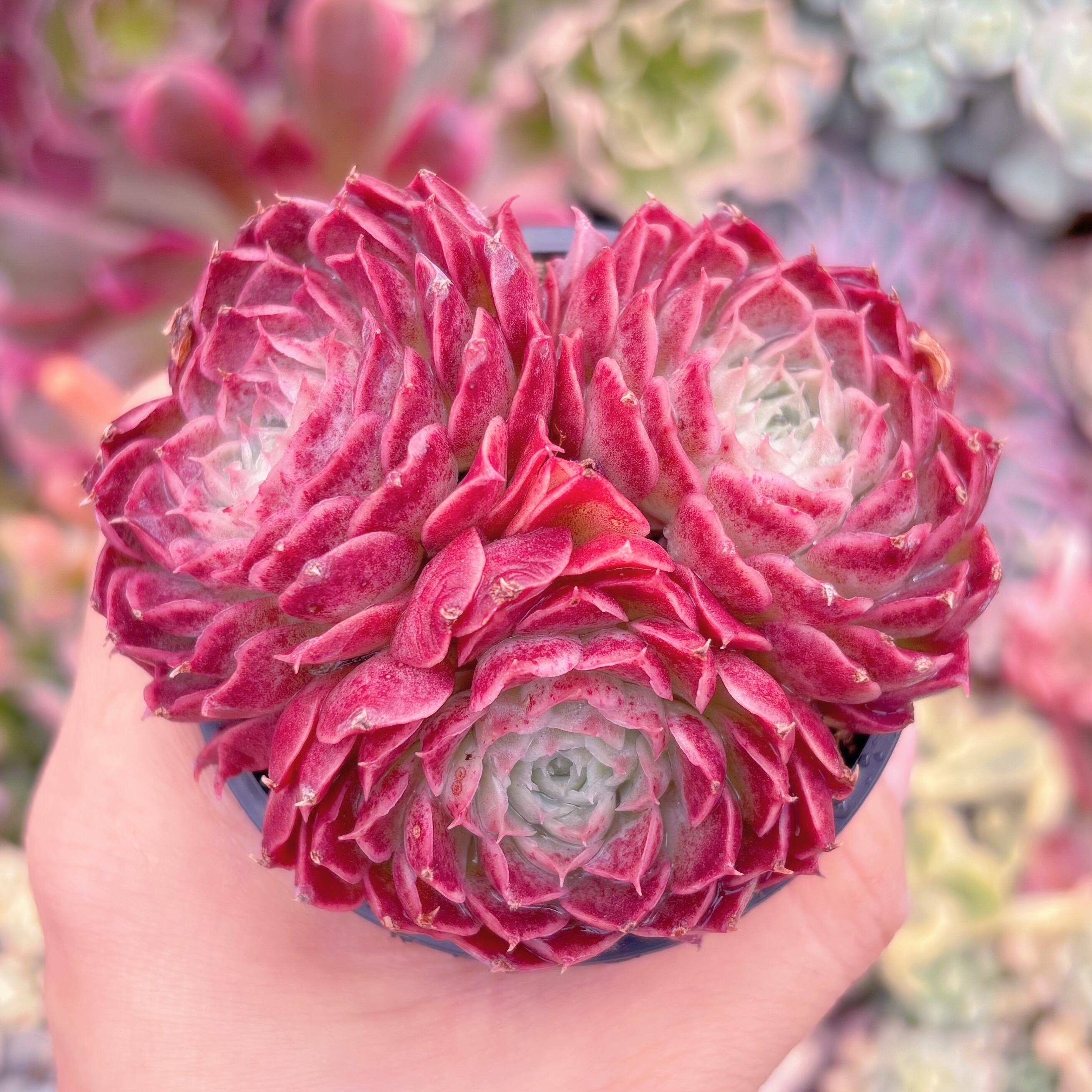 現品　朱砂痣#1153　群生　るる農園