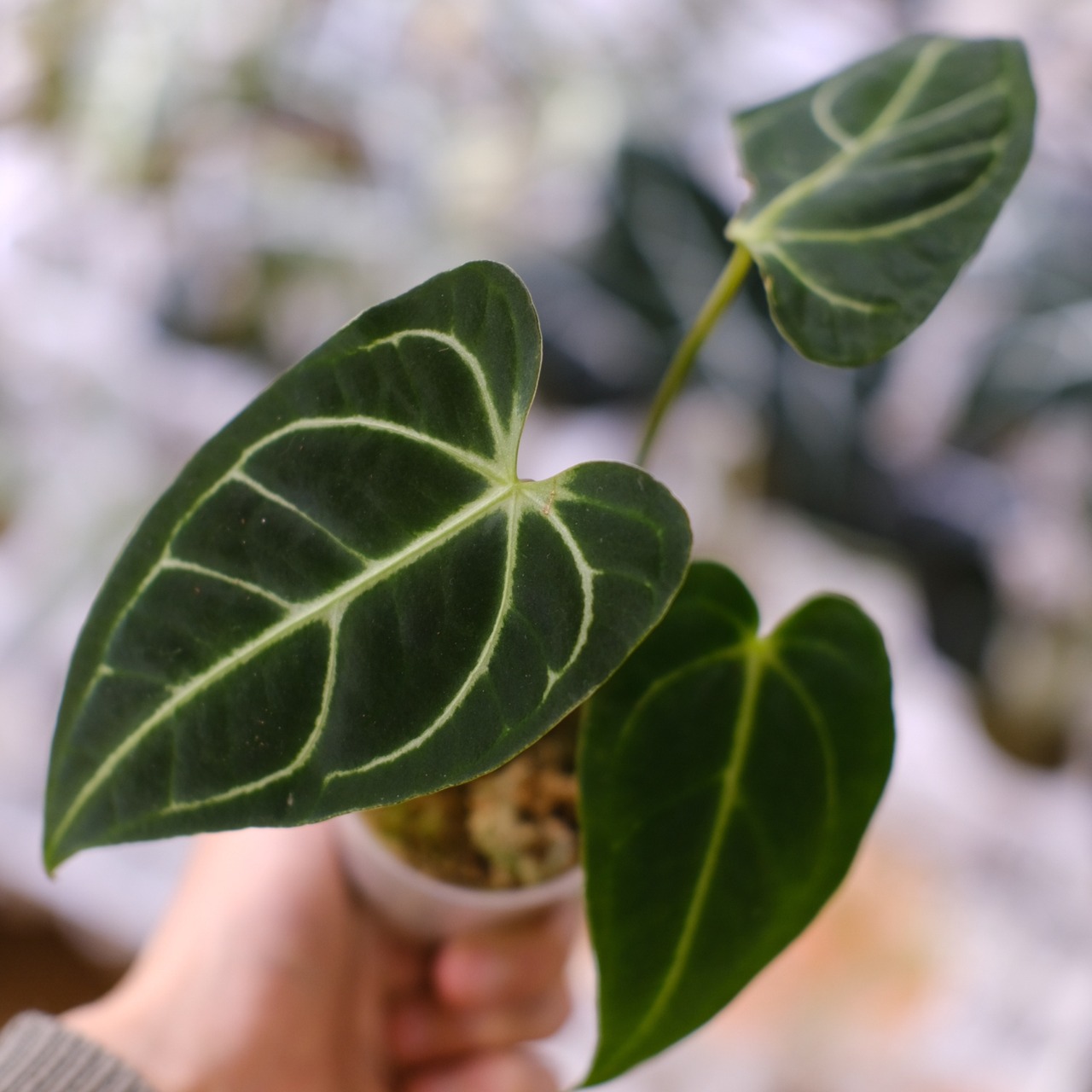 アンスリウム・レガレ / Anthurium Regale⑭│観葉植物