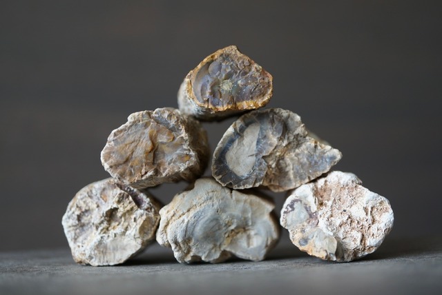 珪化木 ペトリファイドウッド Petrified Wood 1205~1210