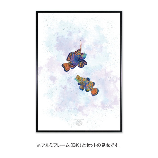 【海のいきものアートポスター／魚】ニシキテグリ