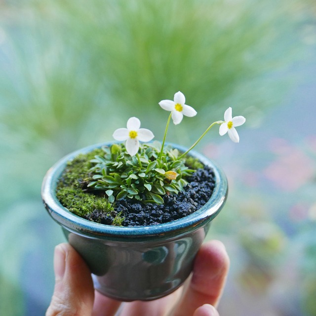ヒナ草 白花 Neo Green ヒナ草 白花 Neo Green