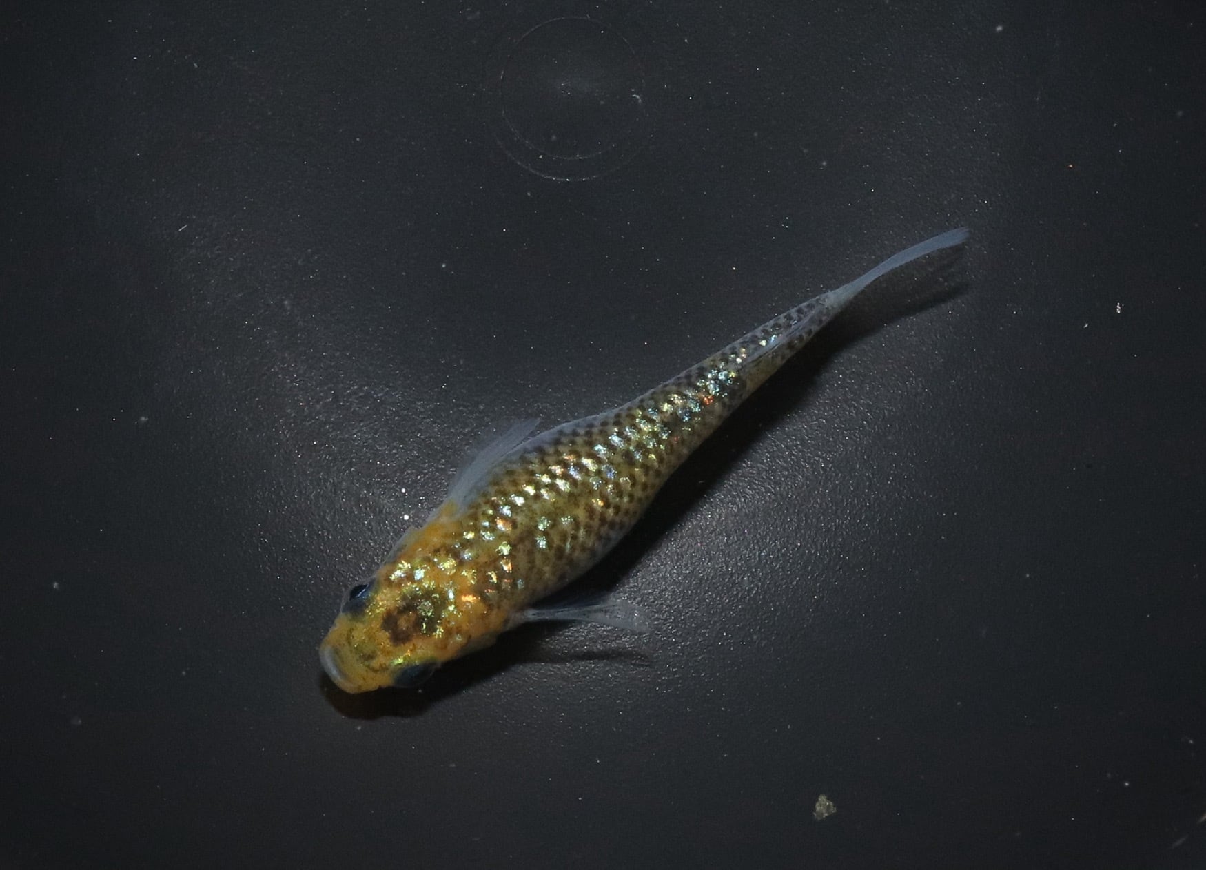 リッチA 稚魚用餌2kg | メダカ屋えん