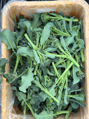 小松菜と季節のお野菜ミニセット【送料込み】