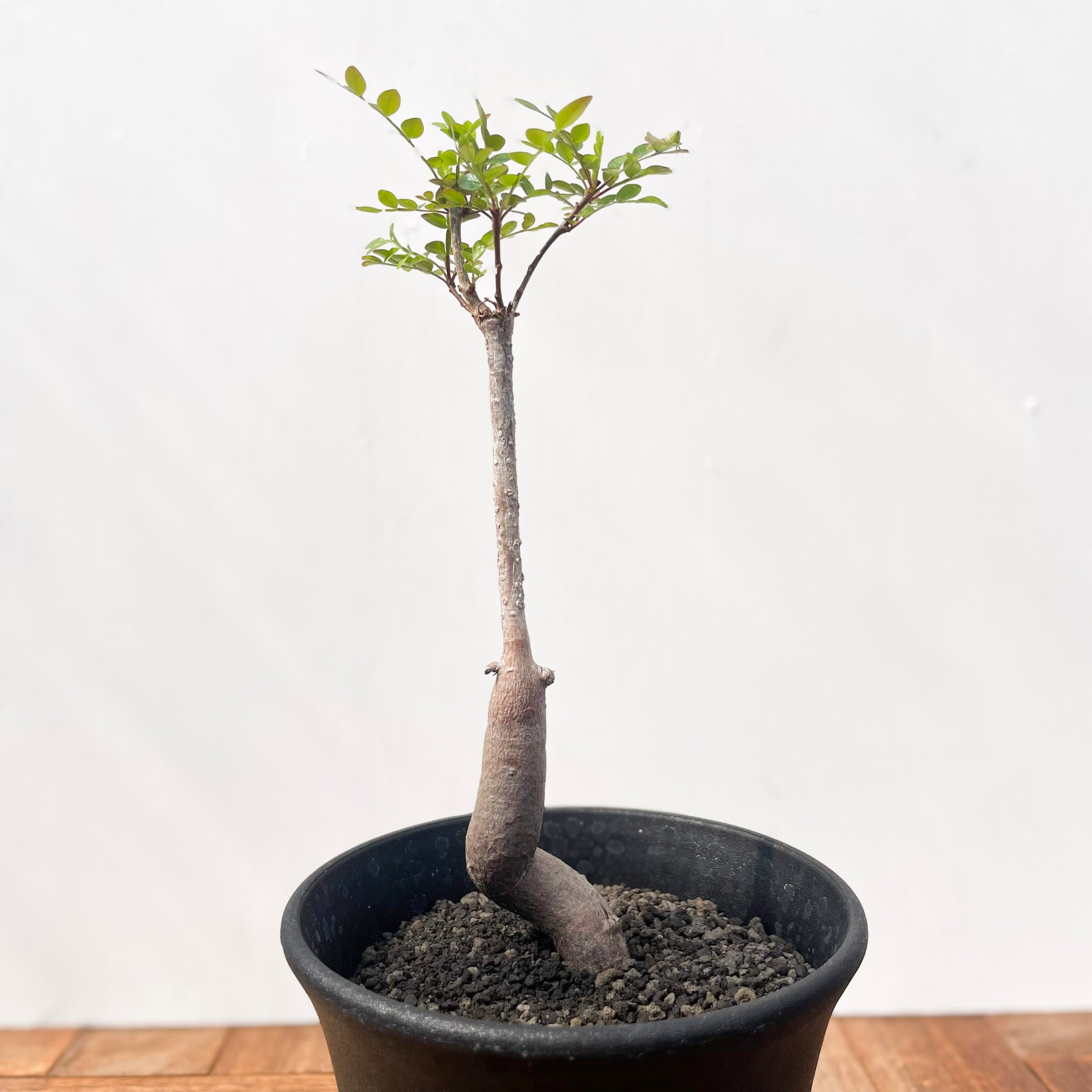 Euphorbia sp.ranohira【ユーフォルビア・ラノヒラ】 | RIMO'S GREEN