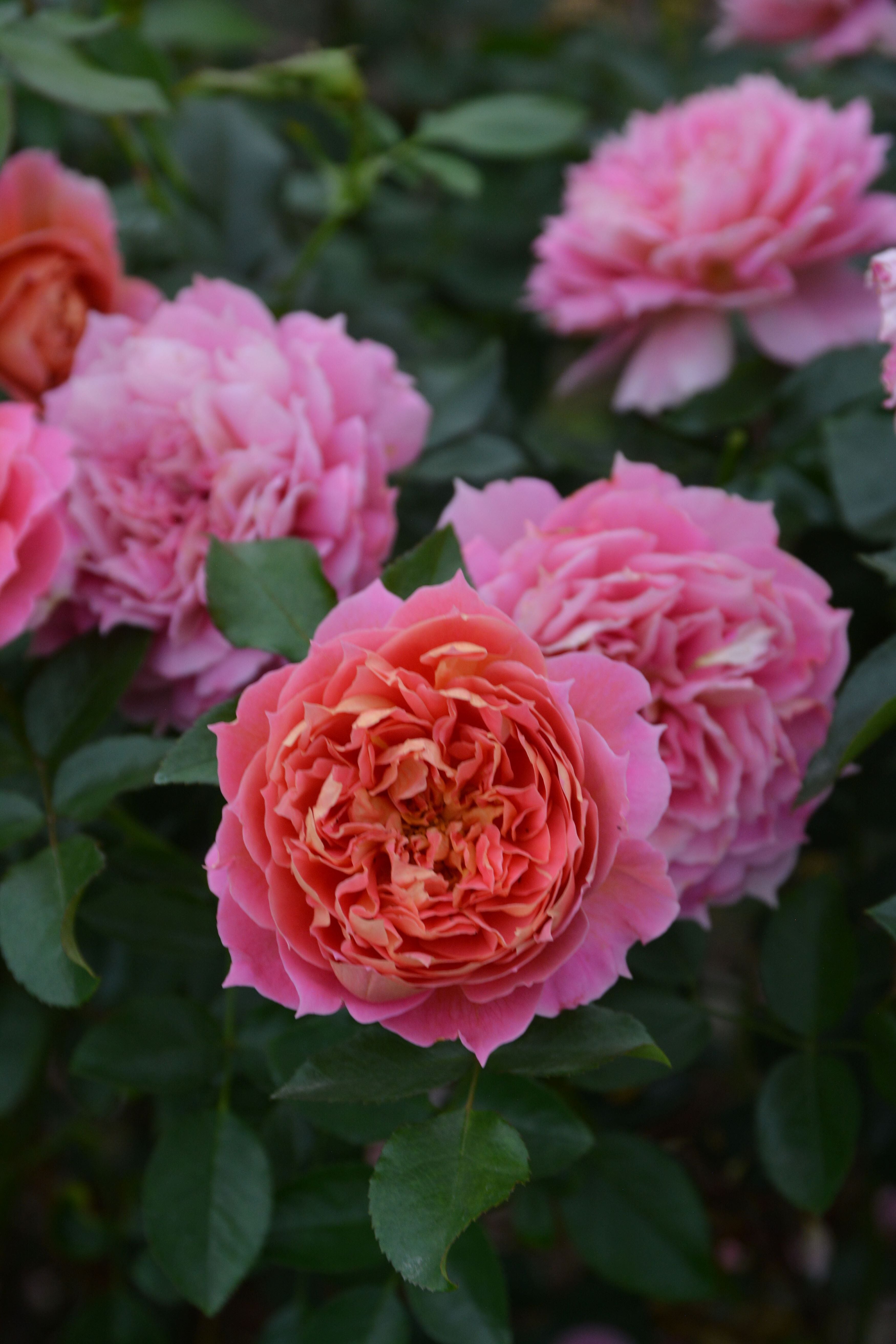 バラ大苗 <ロサ・オリエンティス・プログレッシオ> ジャズ 7号鉢